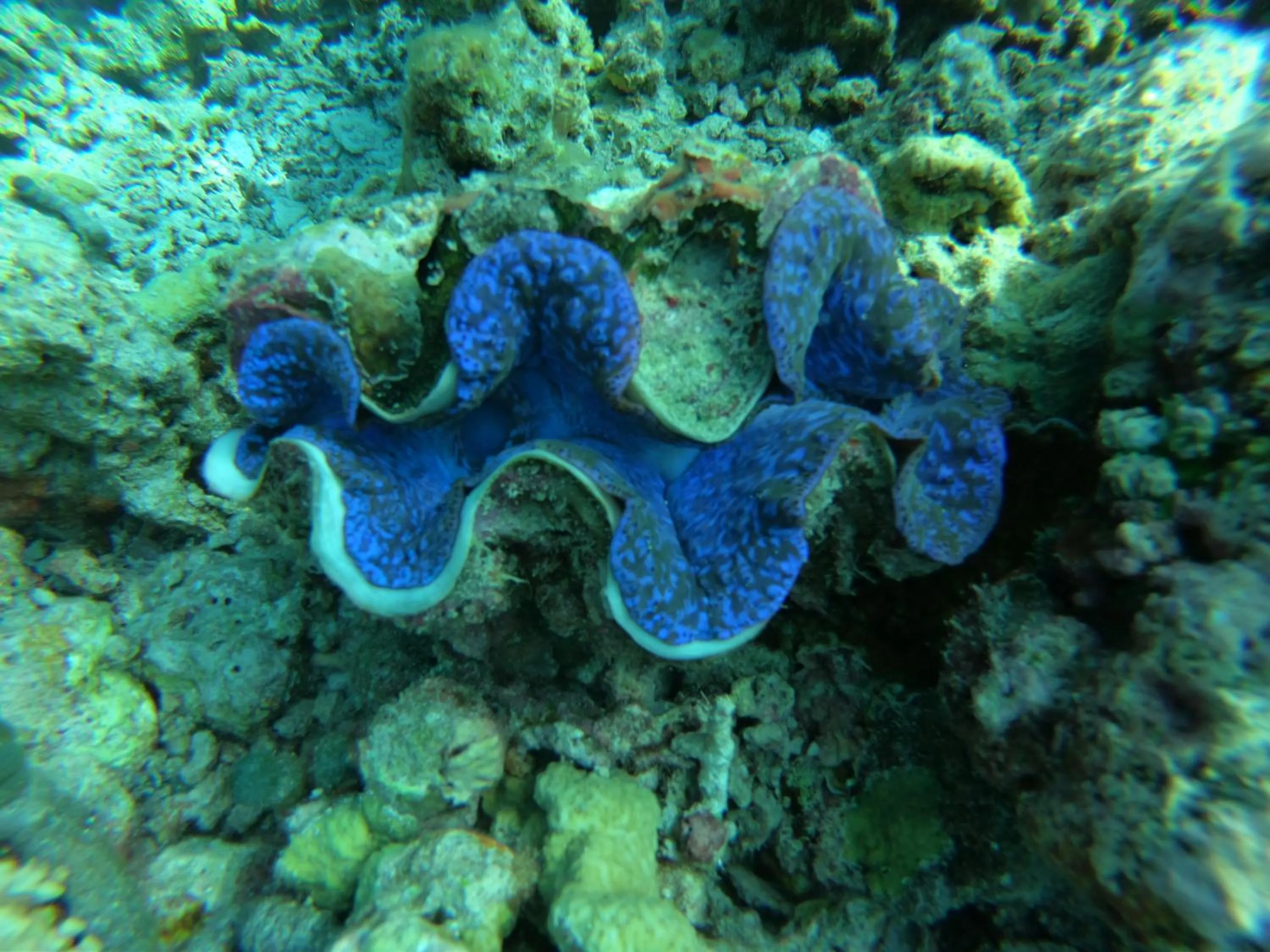 Natural landscape in White Tern Maldives
