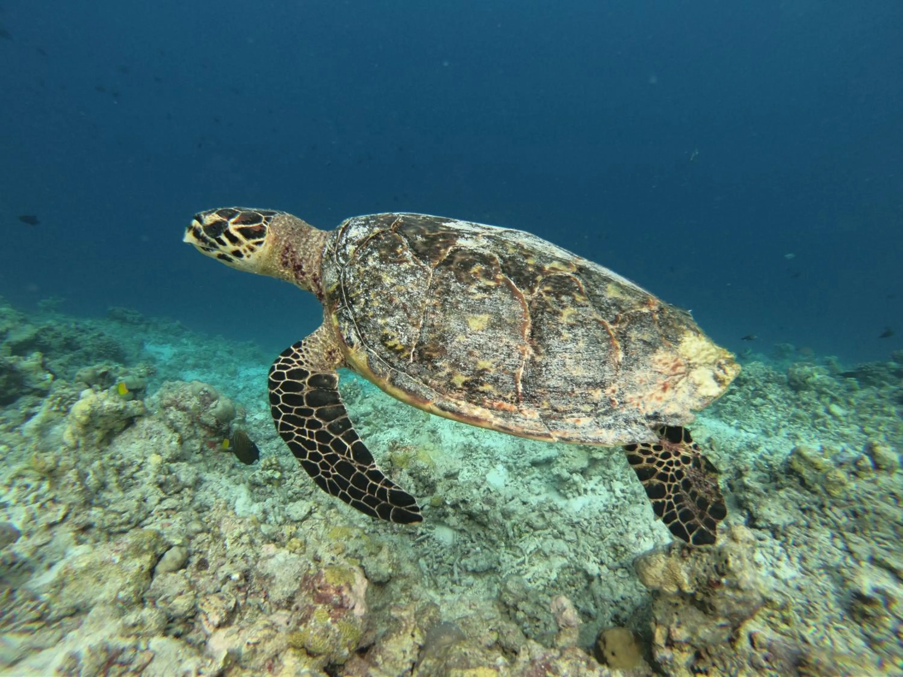 Snorkeling in White Tern Maldives