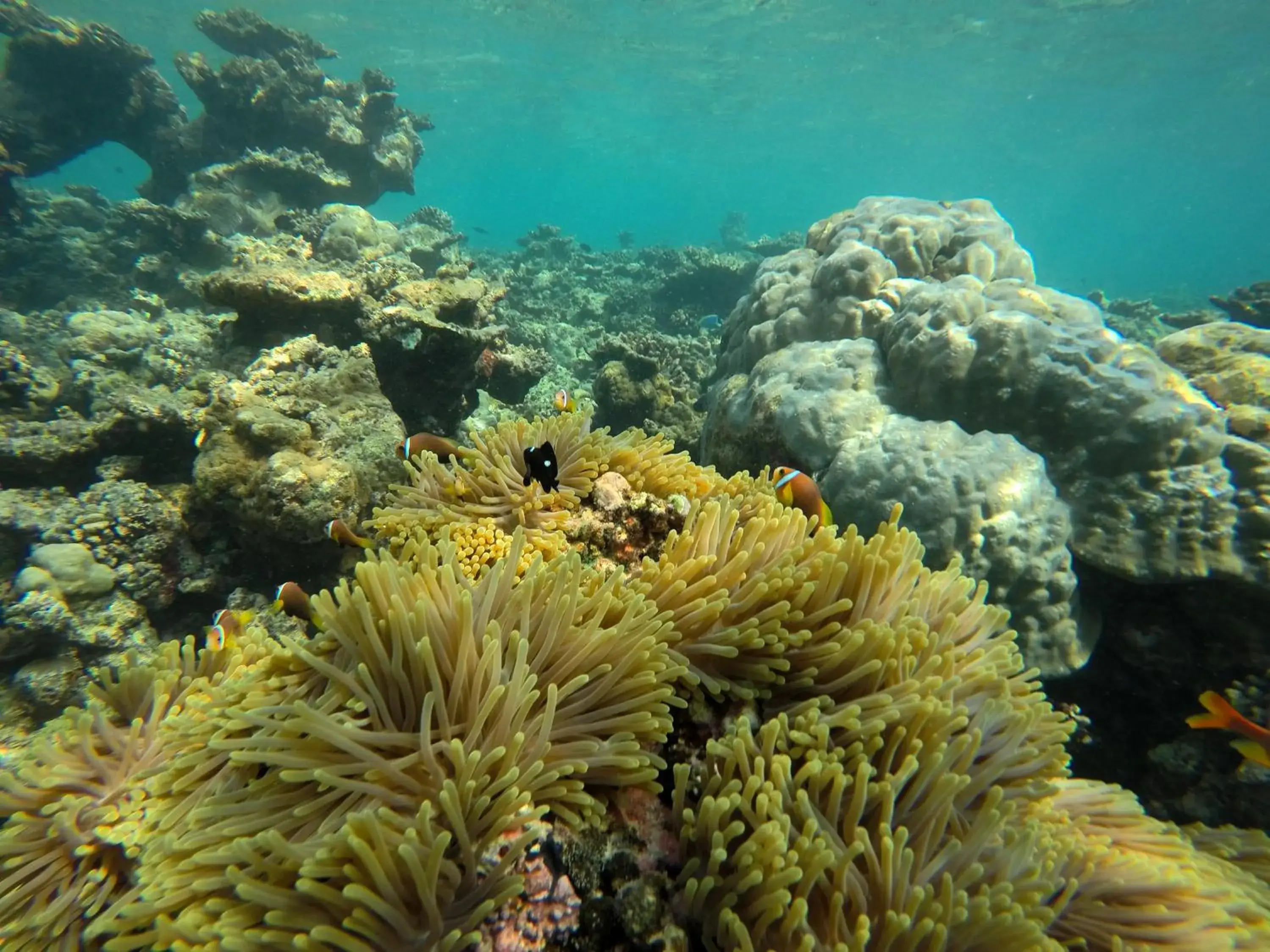 Double Room with Garden View in White Tern Maldives Double Room with Garden View in White Tern Maldives