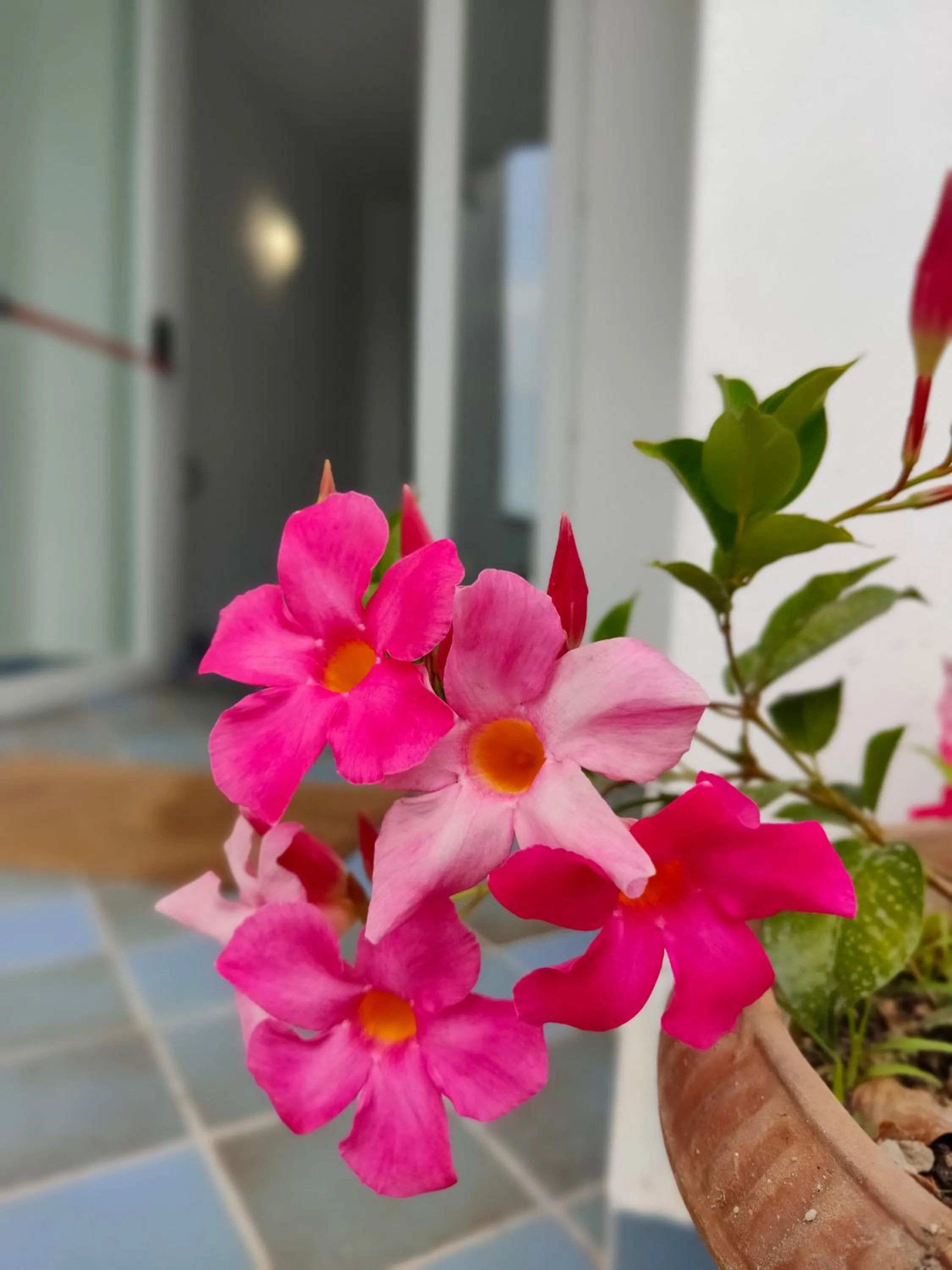 Garden in Sorgeto Garden