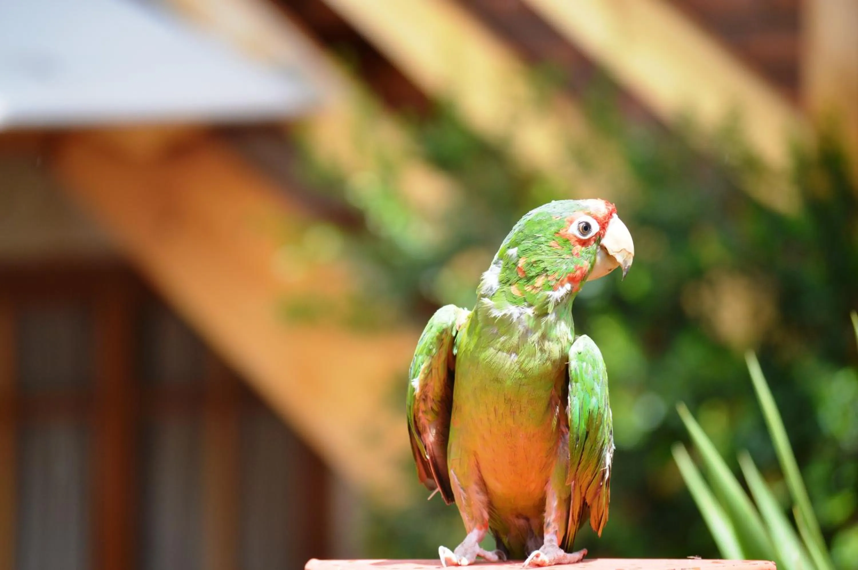 Pets in Casona La Recoleta