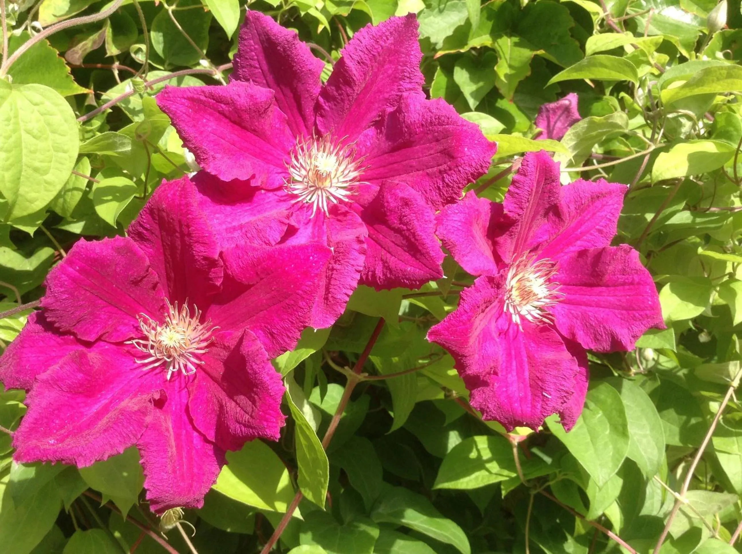 Other in Aux Anges Gardiens