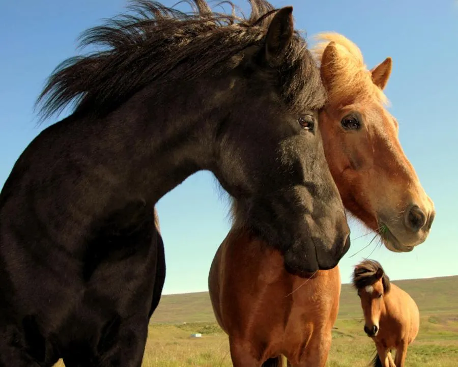 Animals in Dalakot Búdardal