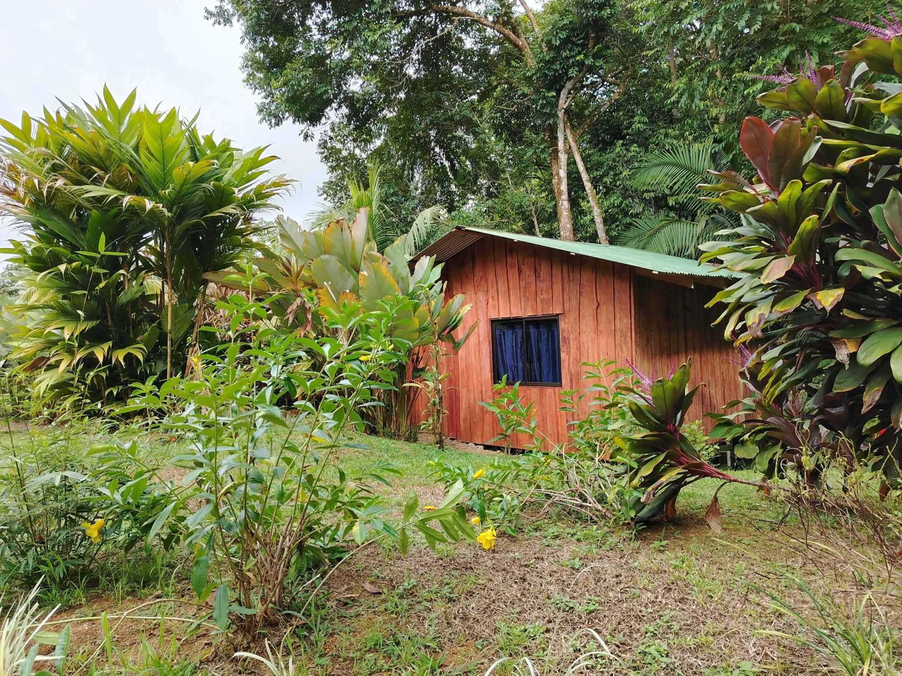 Garden view in Citronela Lodge Corcovado