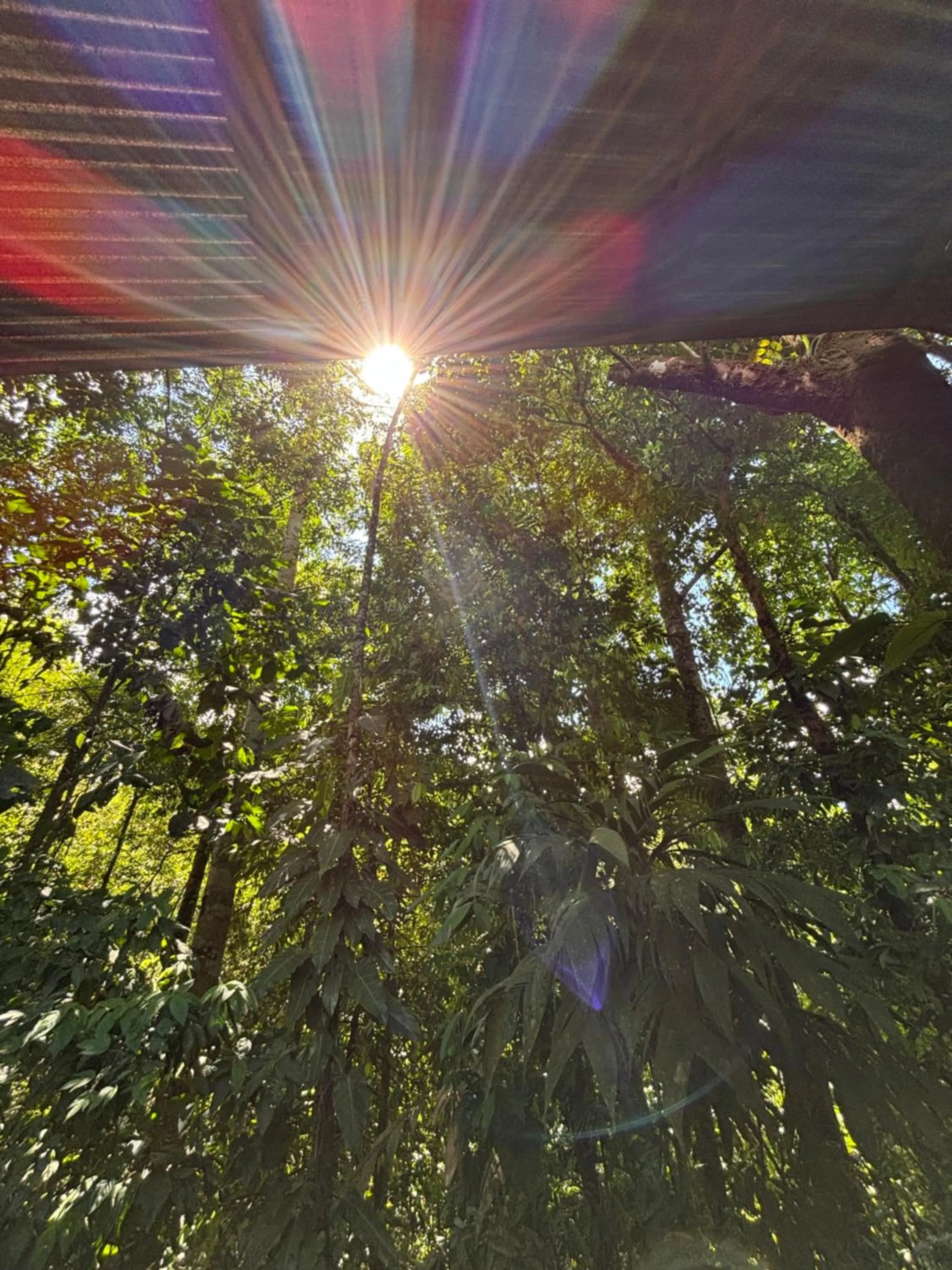 Summer in Citronela Lodge Corcovado