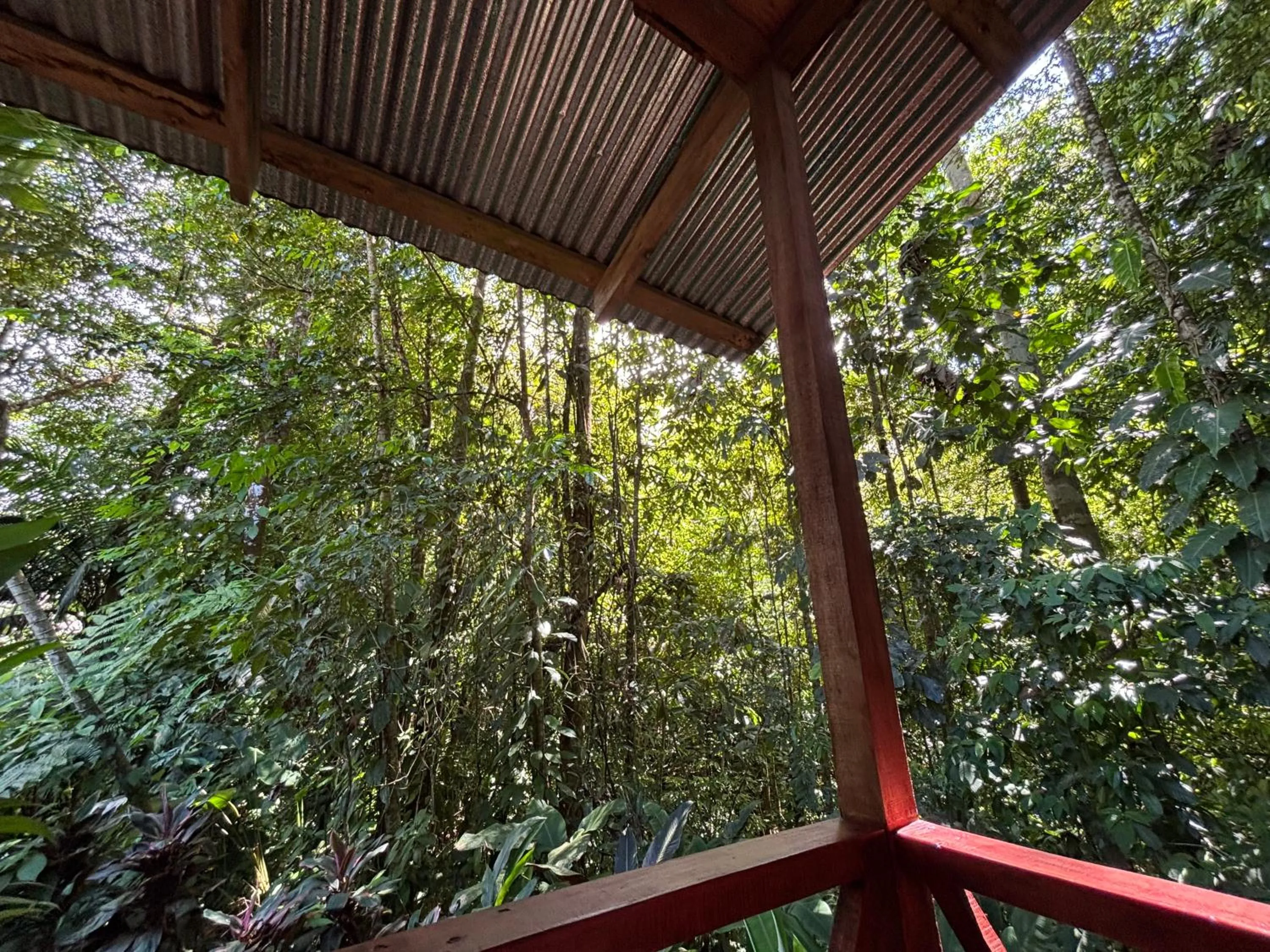 Garden view in Citronela Lodge Corcovado