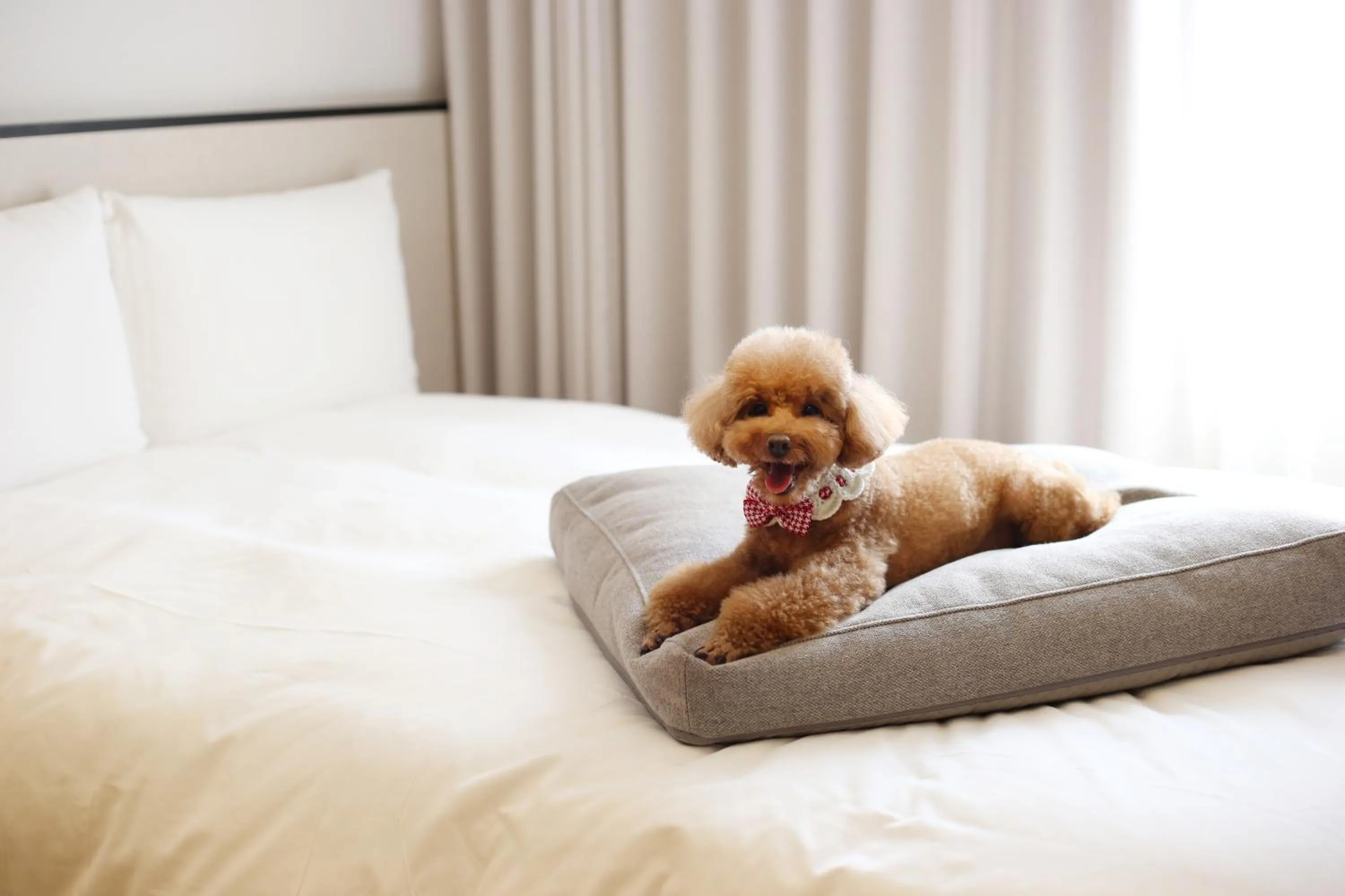 Pets, Bed in Maison Glad Jeju