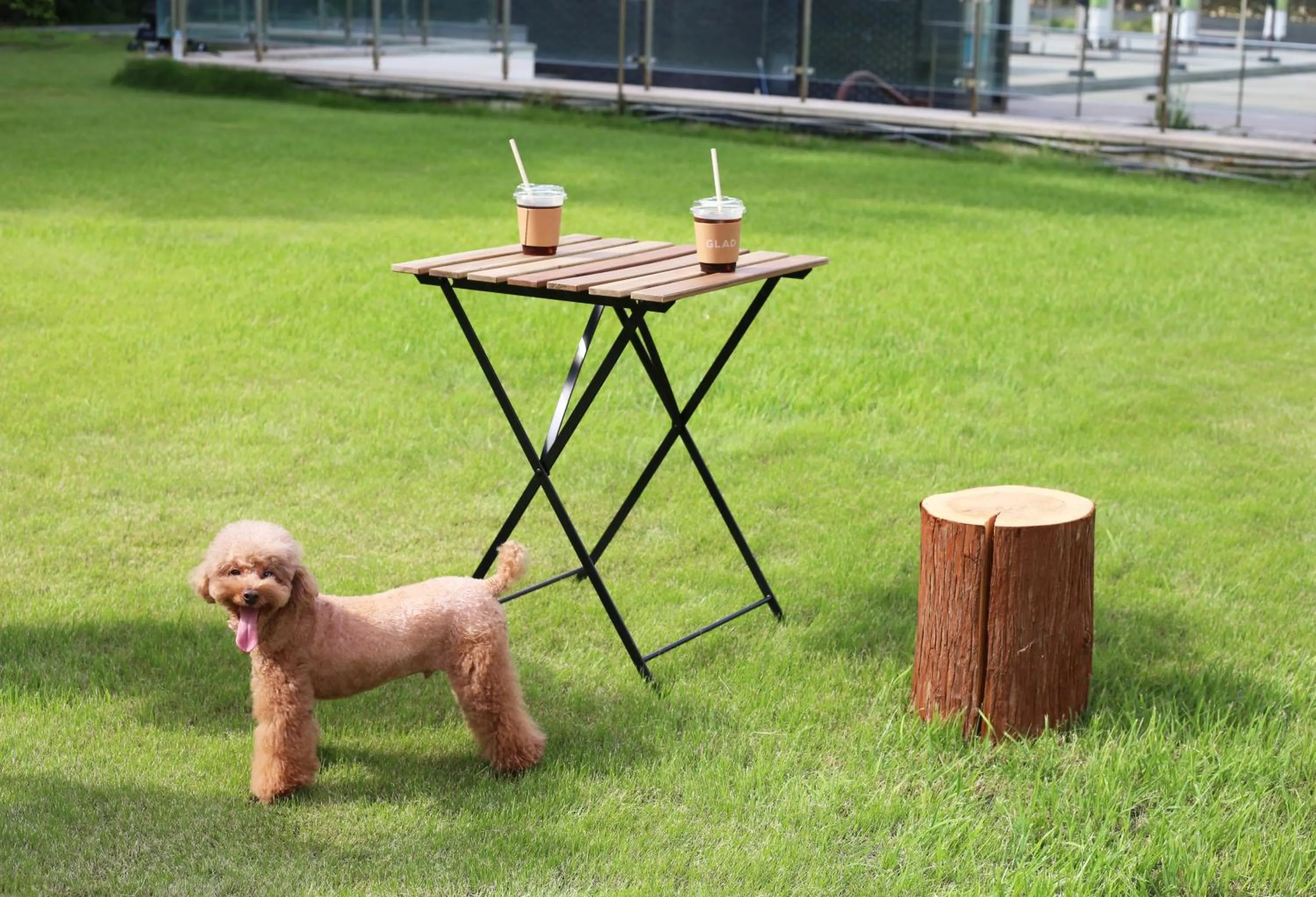 Animals in Maison Glad Jeju