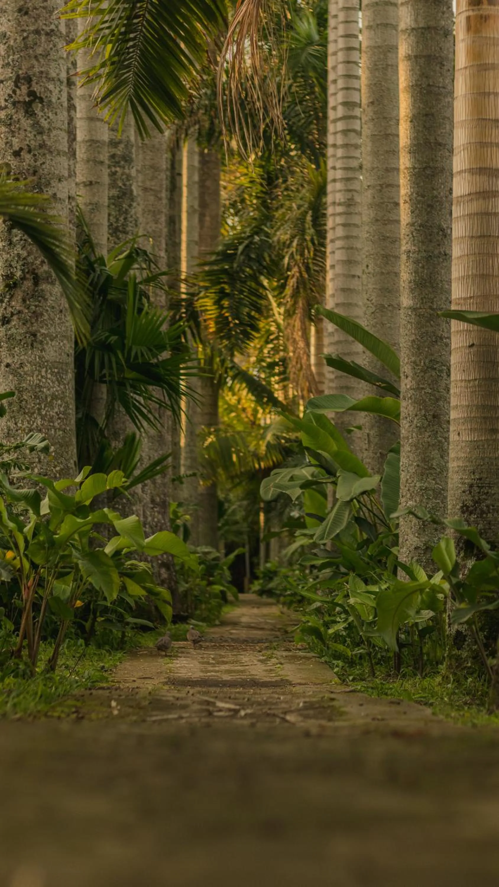 Garden in Rancho Eden