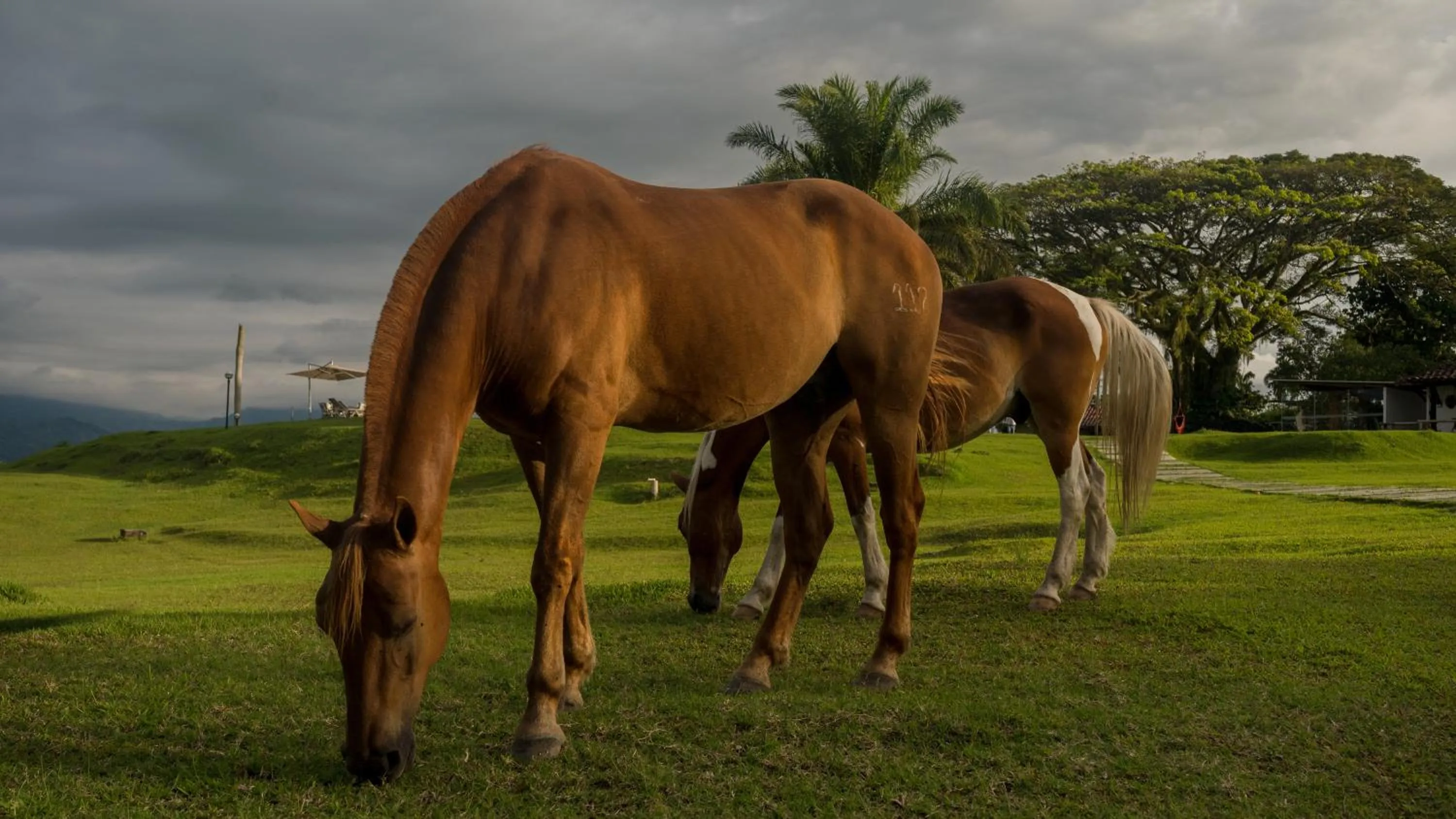 Animals in Rancho Eden