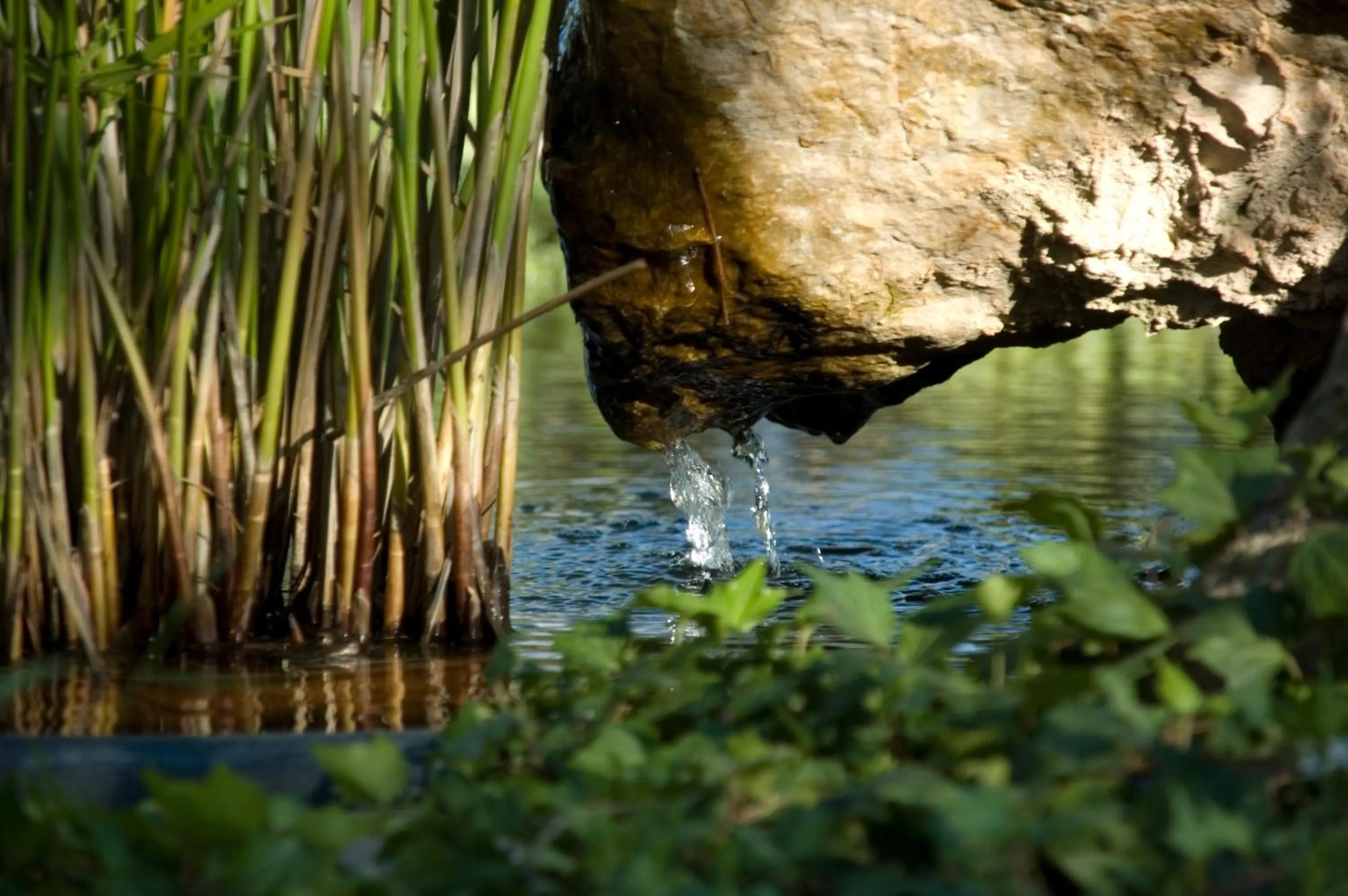 Garden in Hotel Caseta Nova