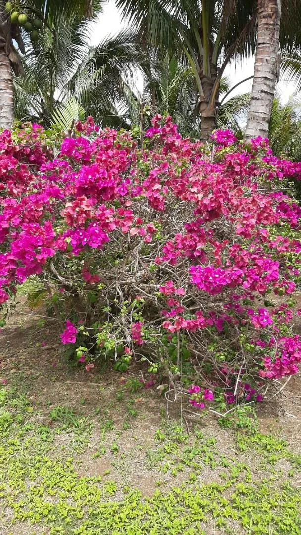 Domaine des Oiseaux Réunion