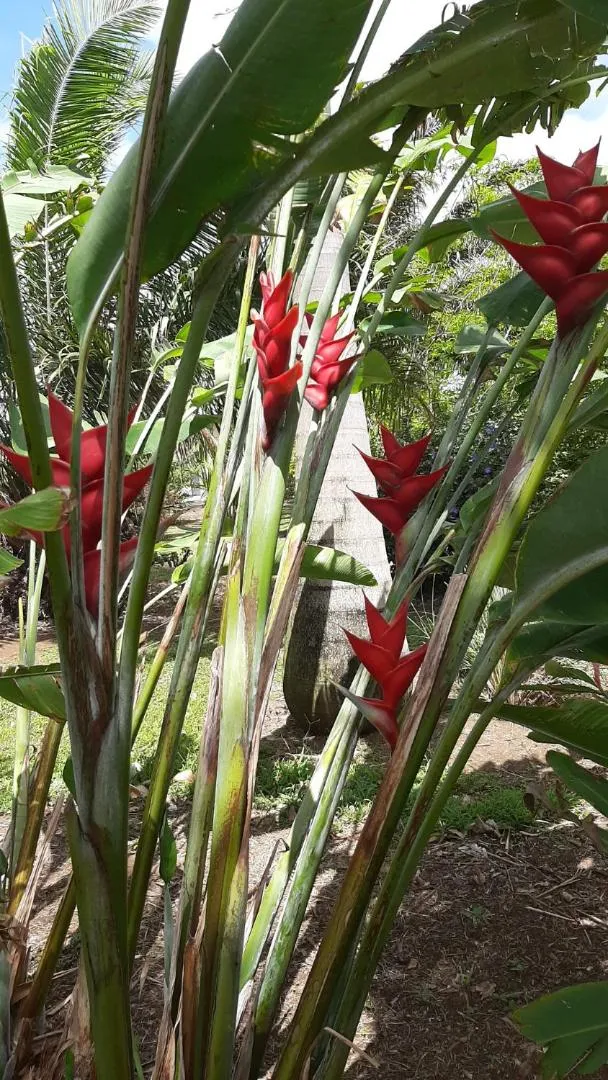 Domaine des Oiseaux Réunion