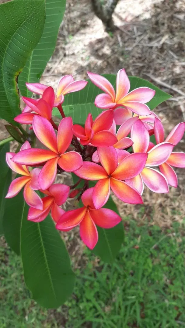 Domaine des Oiseaux Réunion