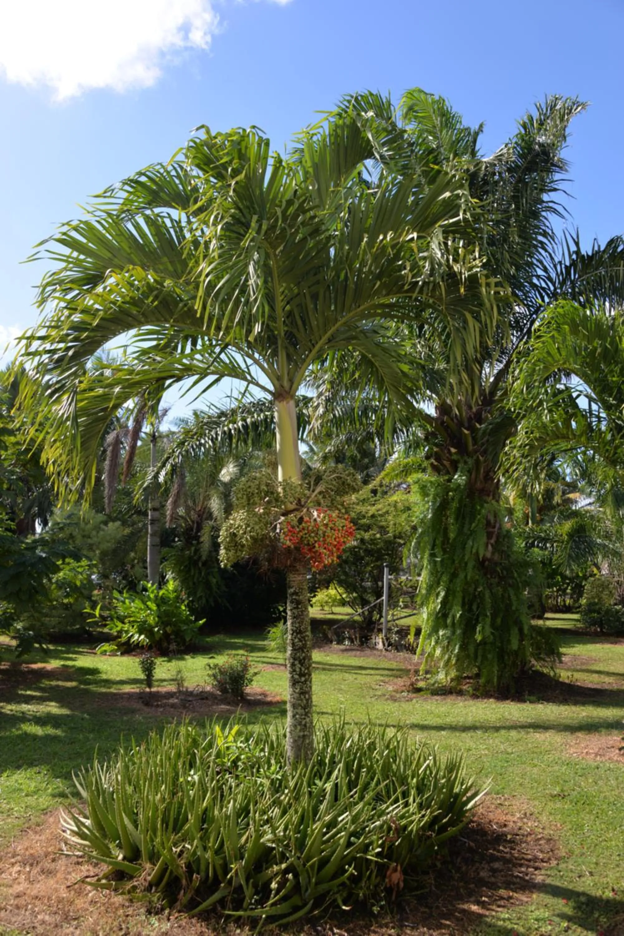 Domaine des Oiseaux Réunion