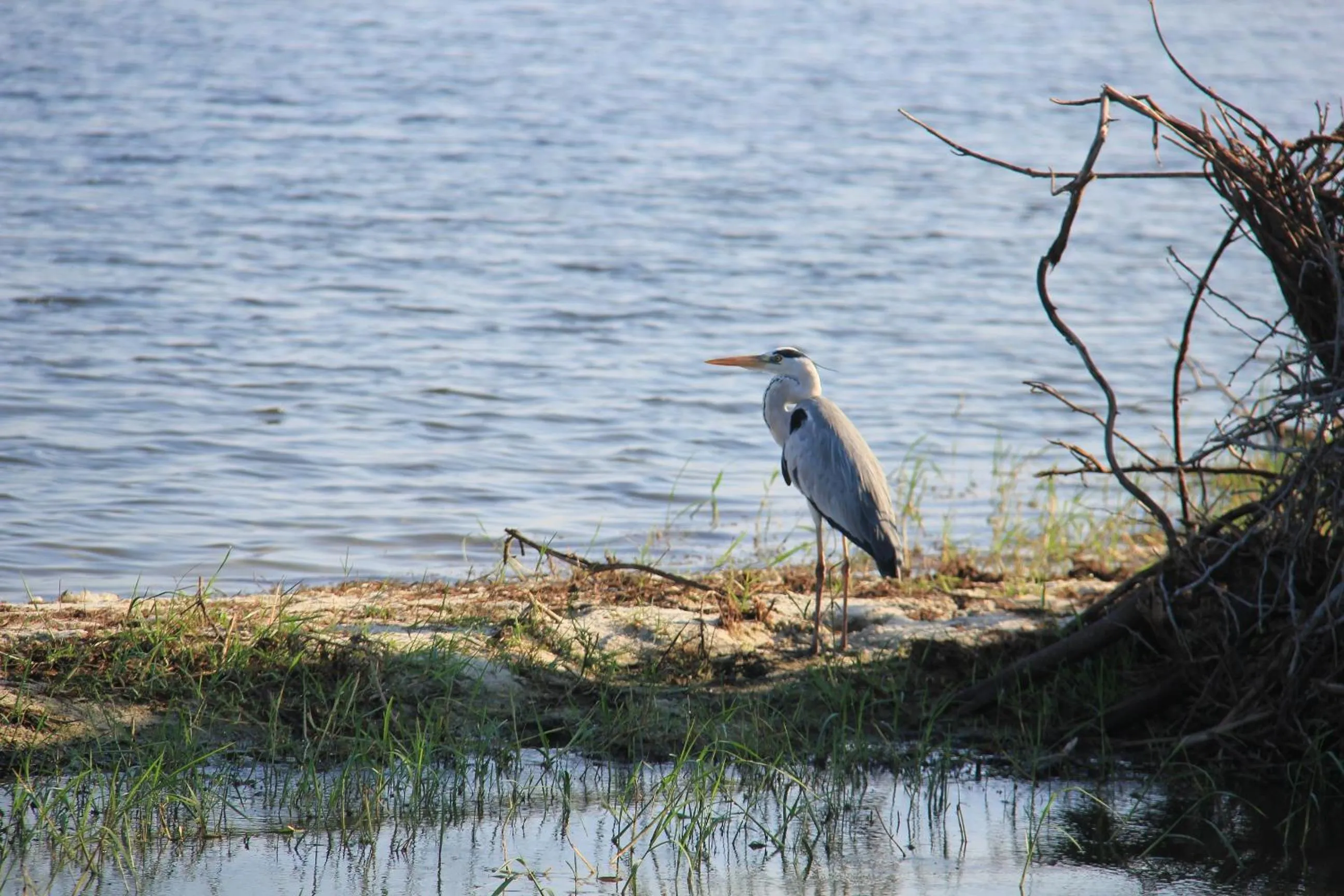 Animals in Flower Garden Lake Resort