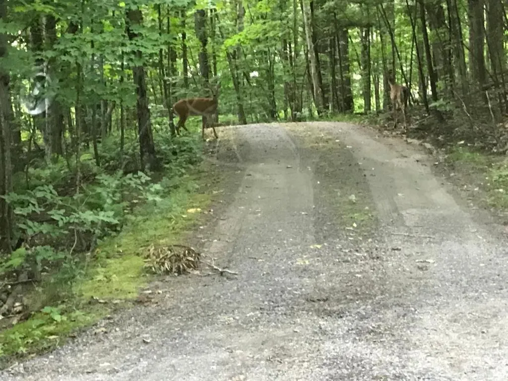 Muskoka Lakes Hotel and Resorts