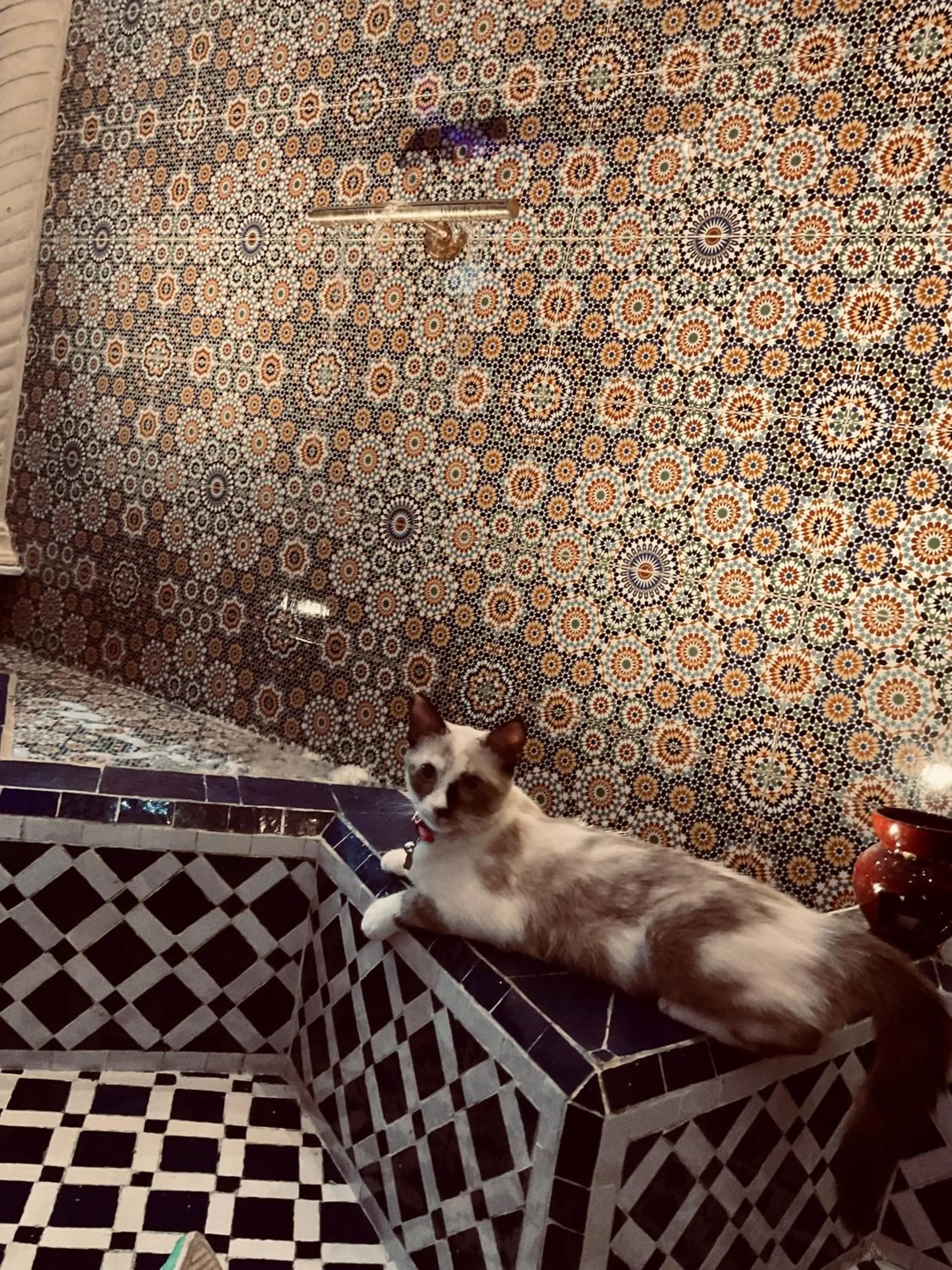 Pets in Riad Lalla Merieme