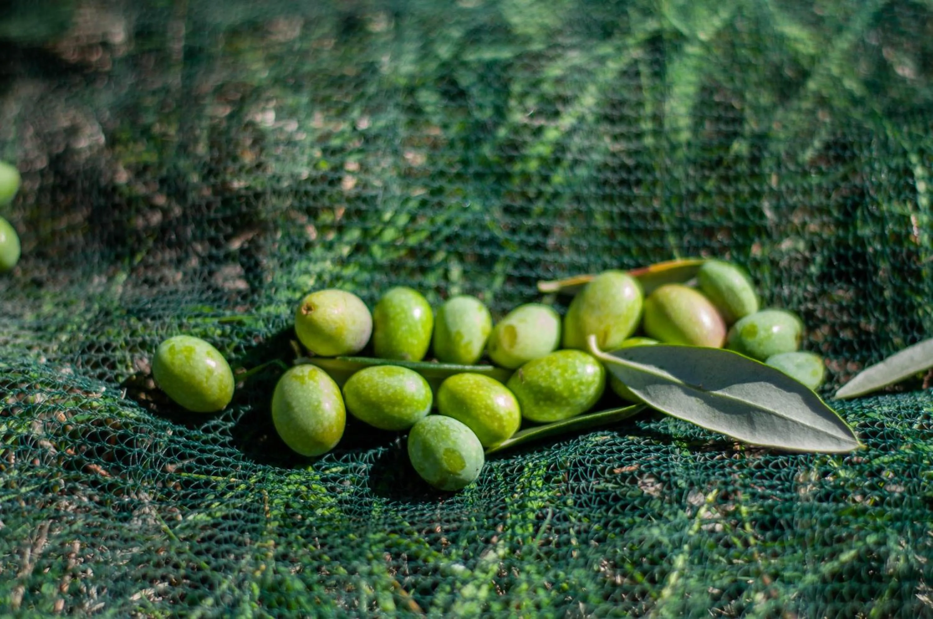 Autumn in Tenuta Di Sticciano