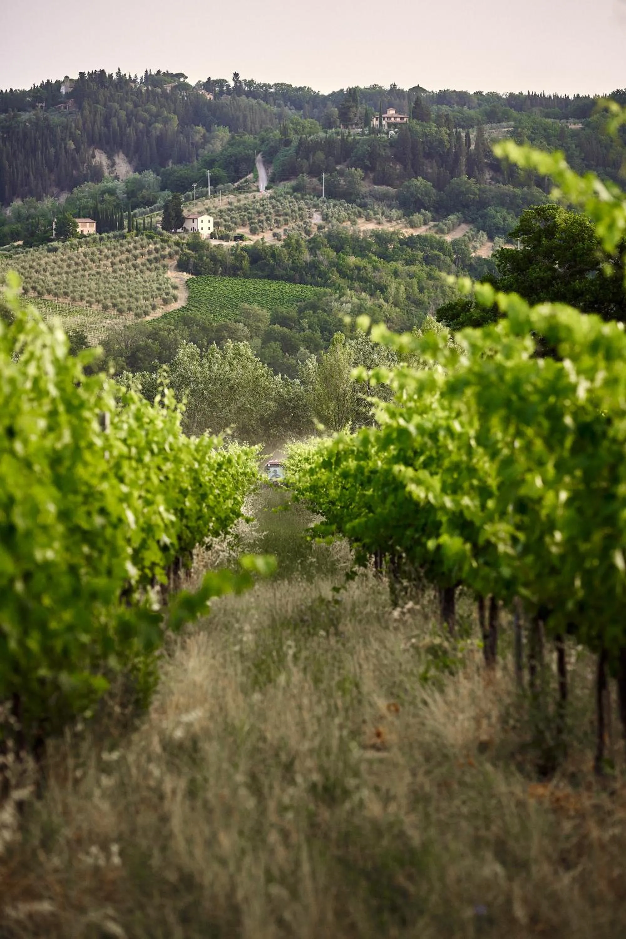 View (from property/room) in Tenuta Di Sticciano