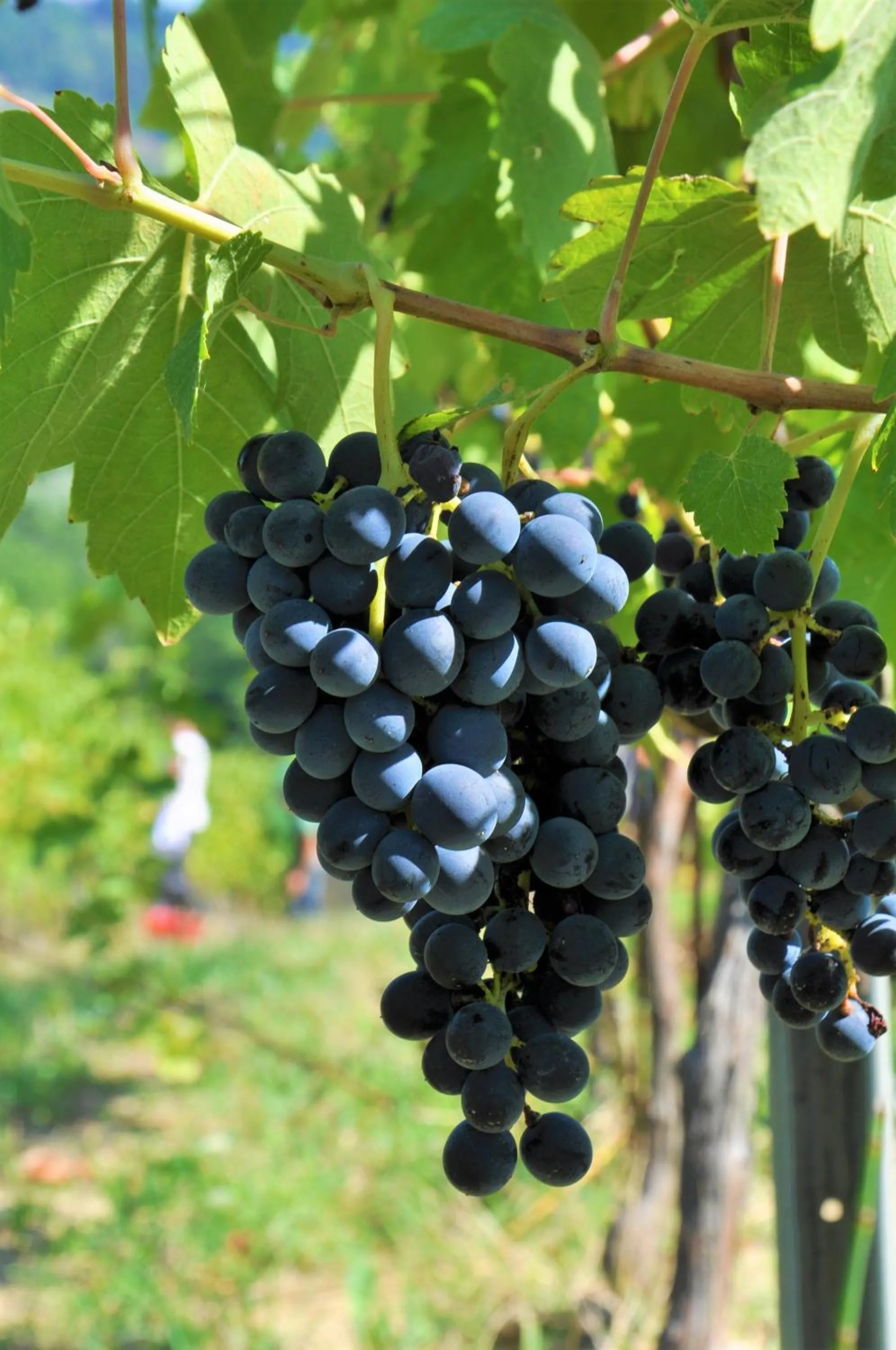 Landmark view in Tenuta Di Sticciano