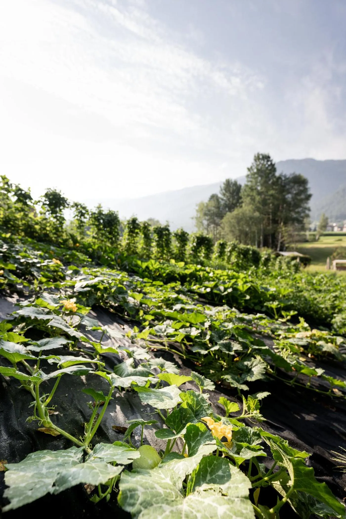Natural landscape in Hotel Hurtmuehle Kronblick