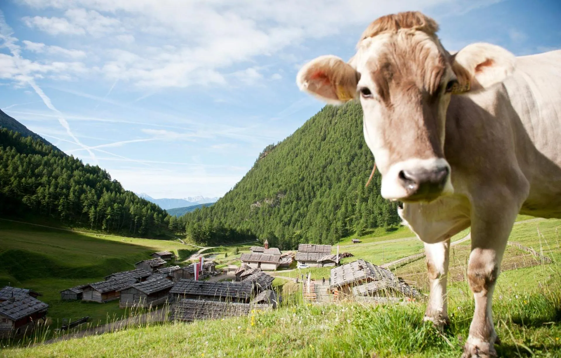 Summer in Aparthotel Panorama Living Dolomites