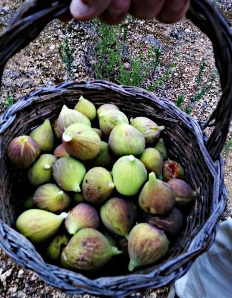Other in Tenuta De Marco