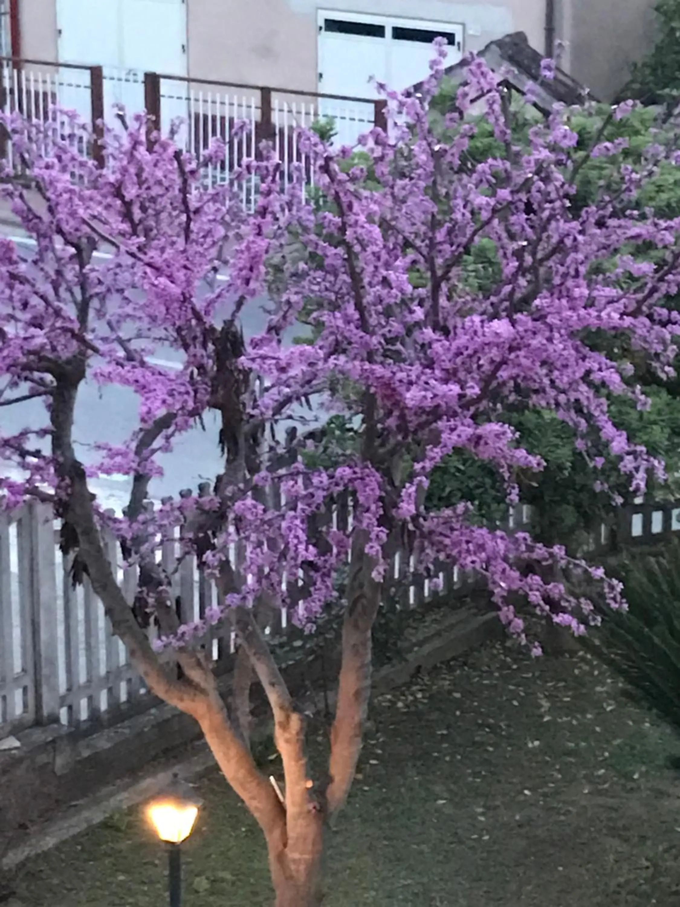 Garden view in B&B Adema