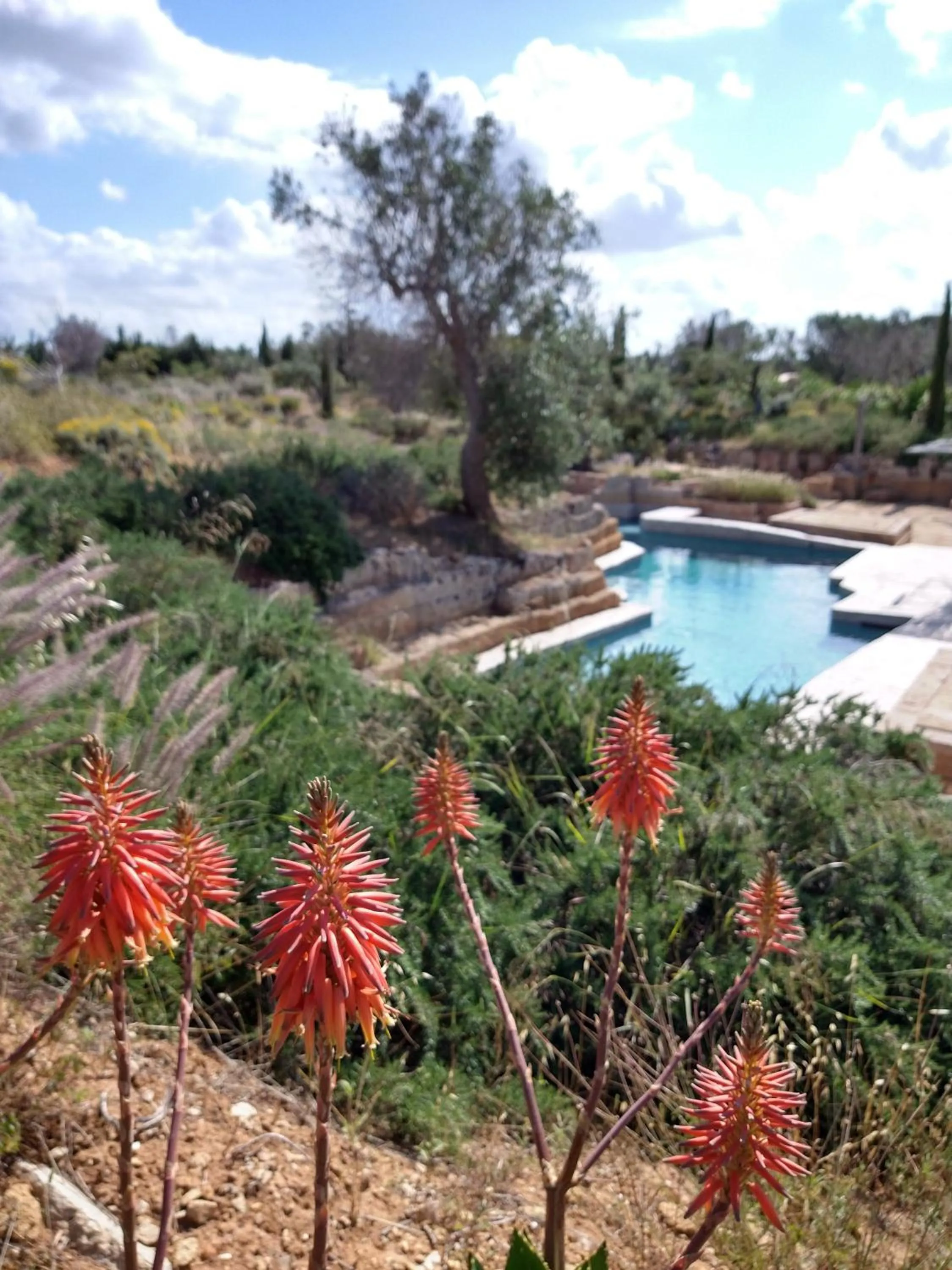 Garden in Villa Delle Palme
