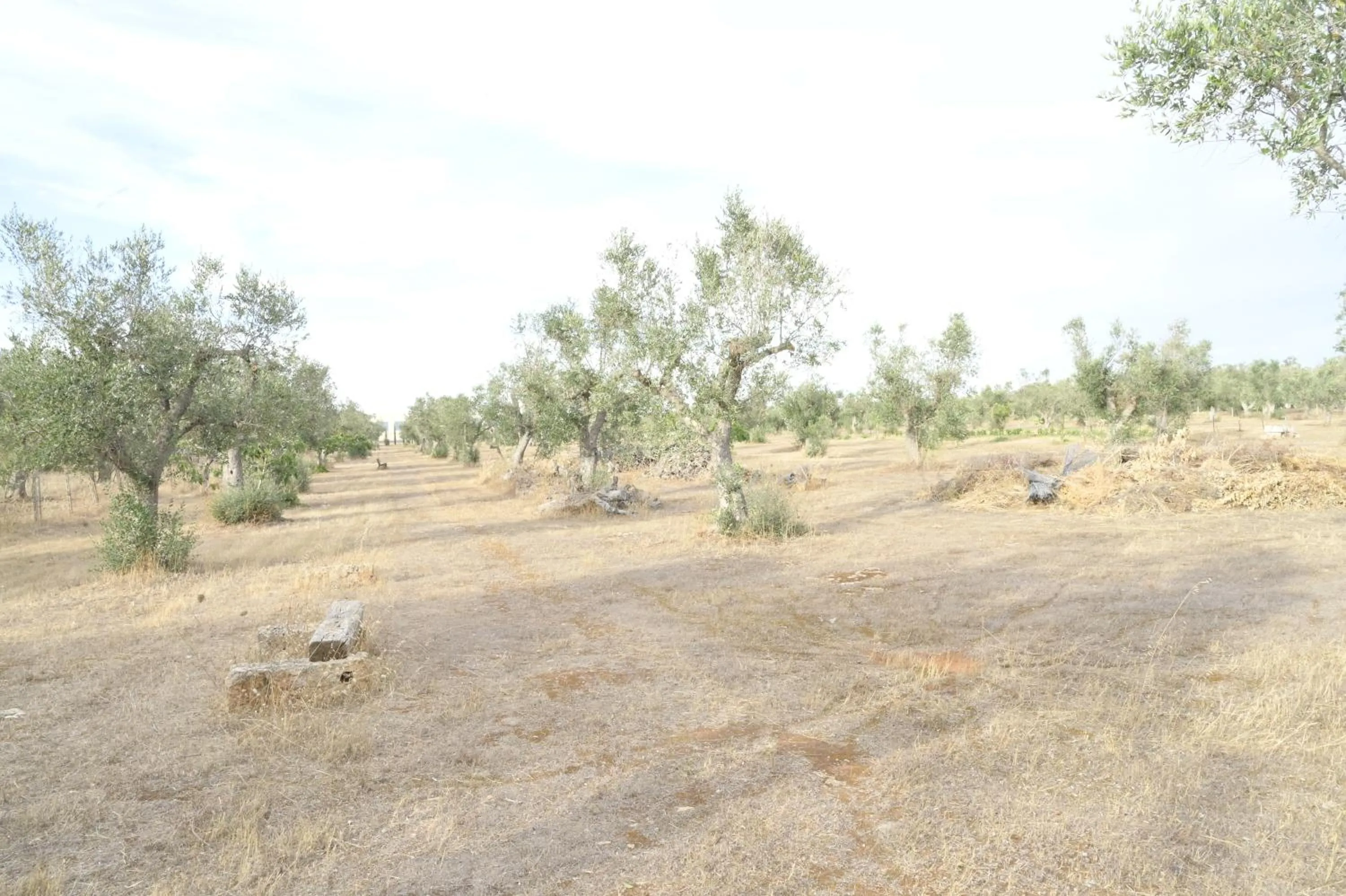 Garden in Villa Delle Palme