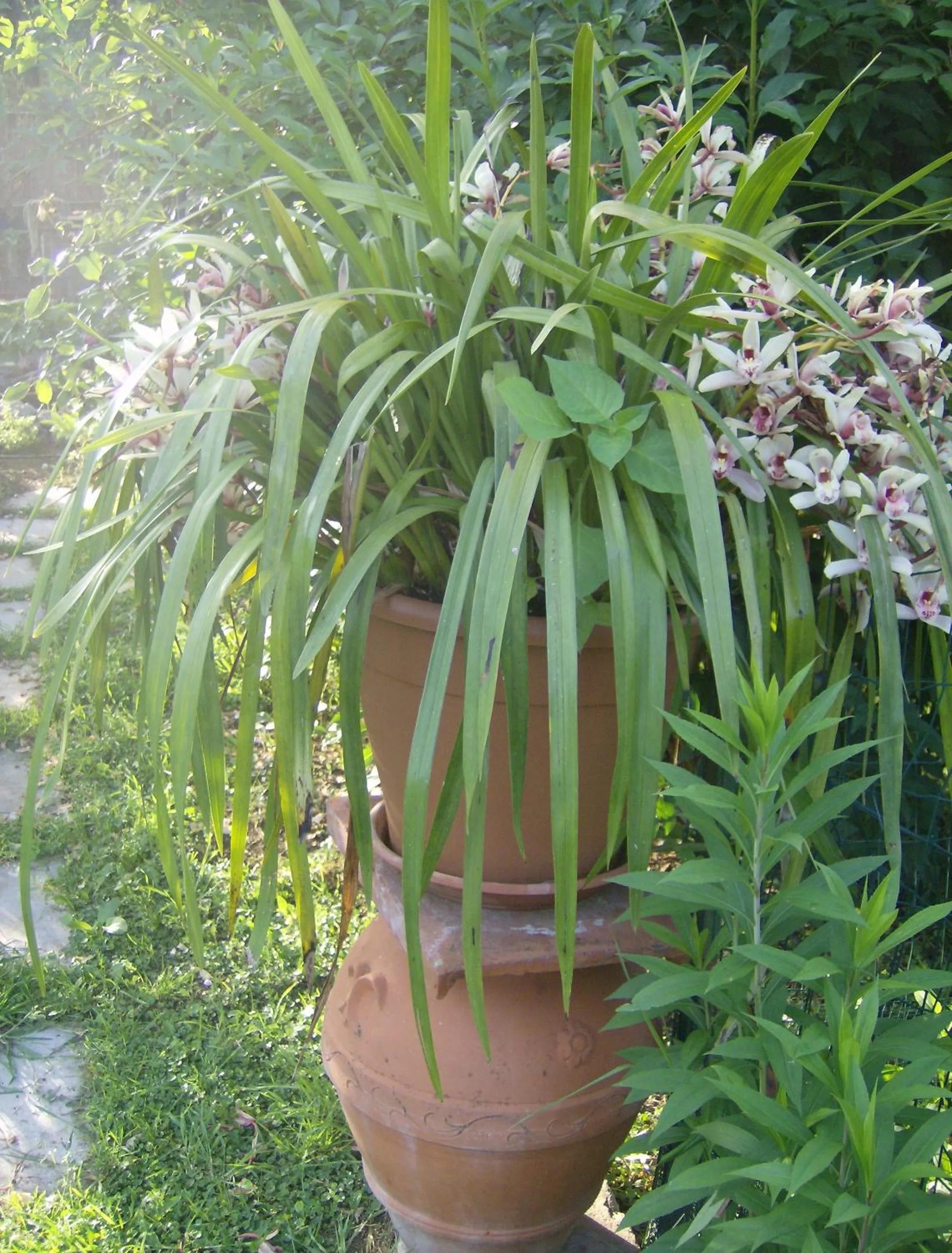 Garden in Casa Dina