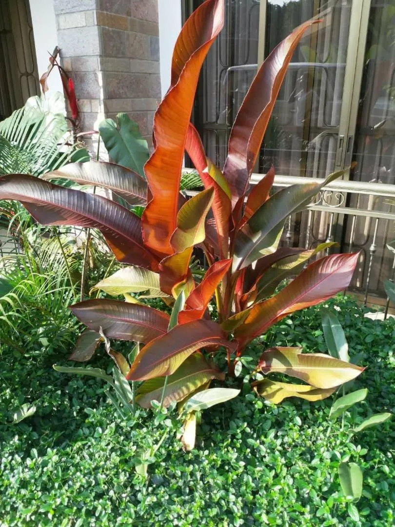 Garden in Caran Apartments