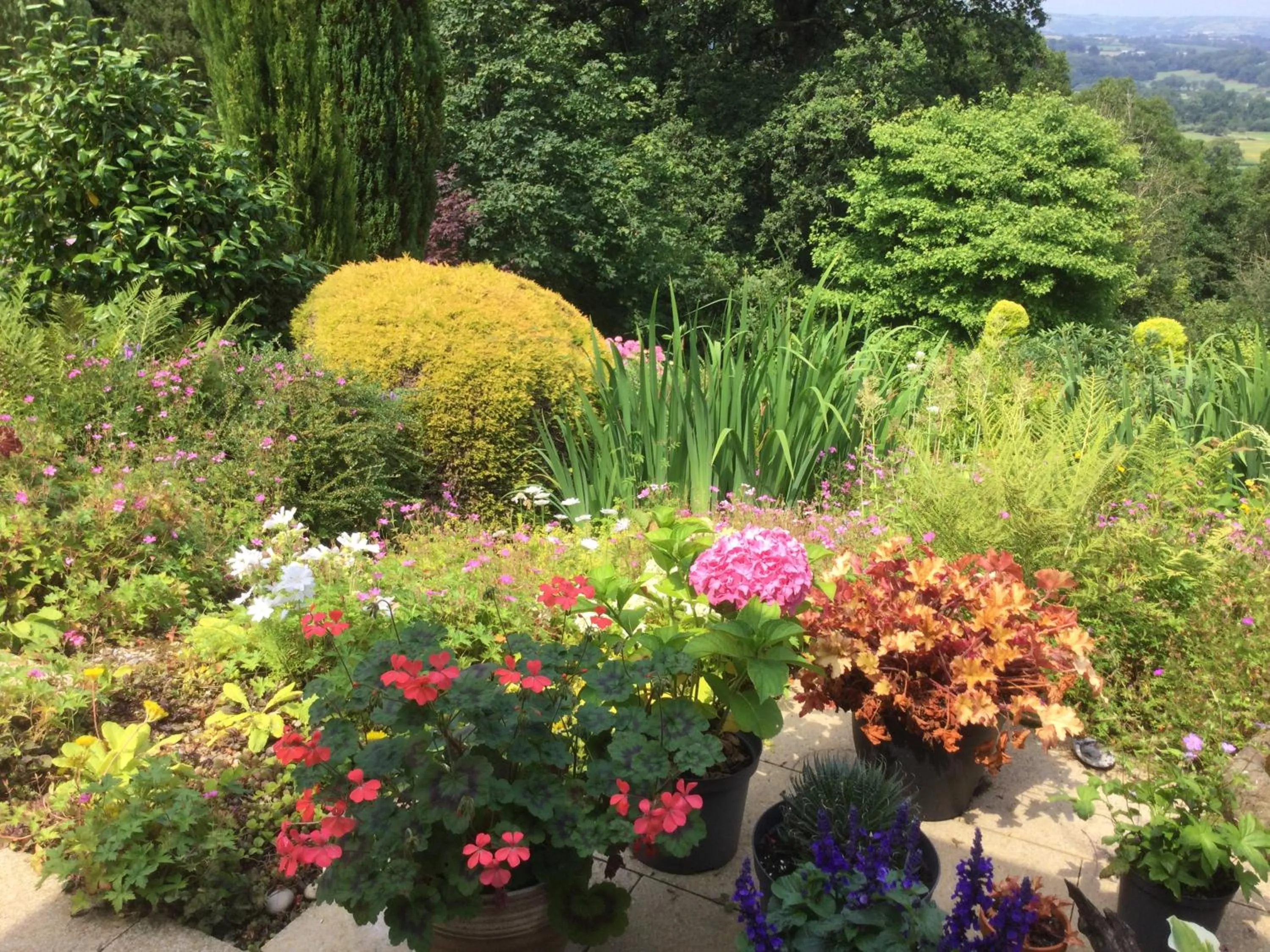 Garden in Dwynant - A Room with a View