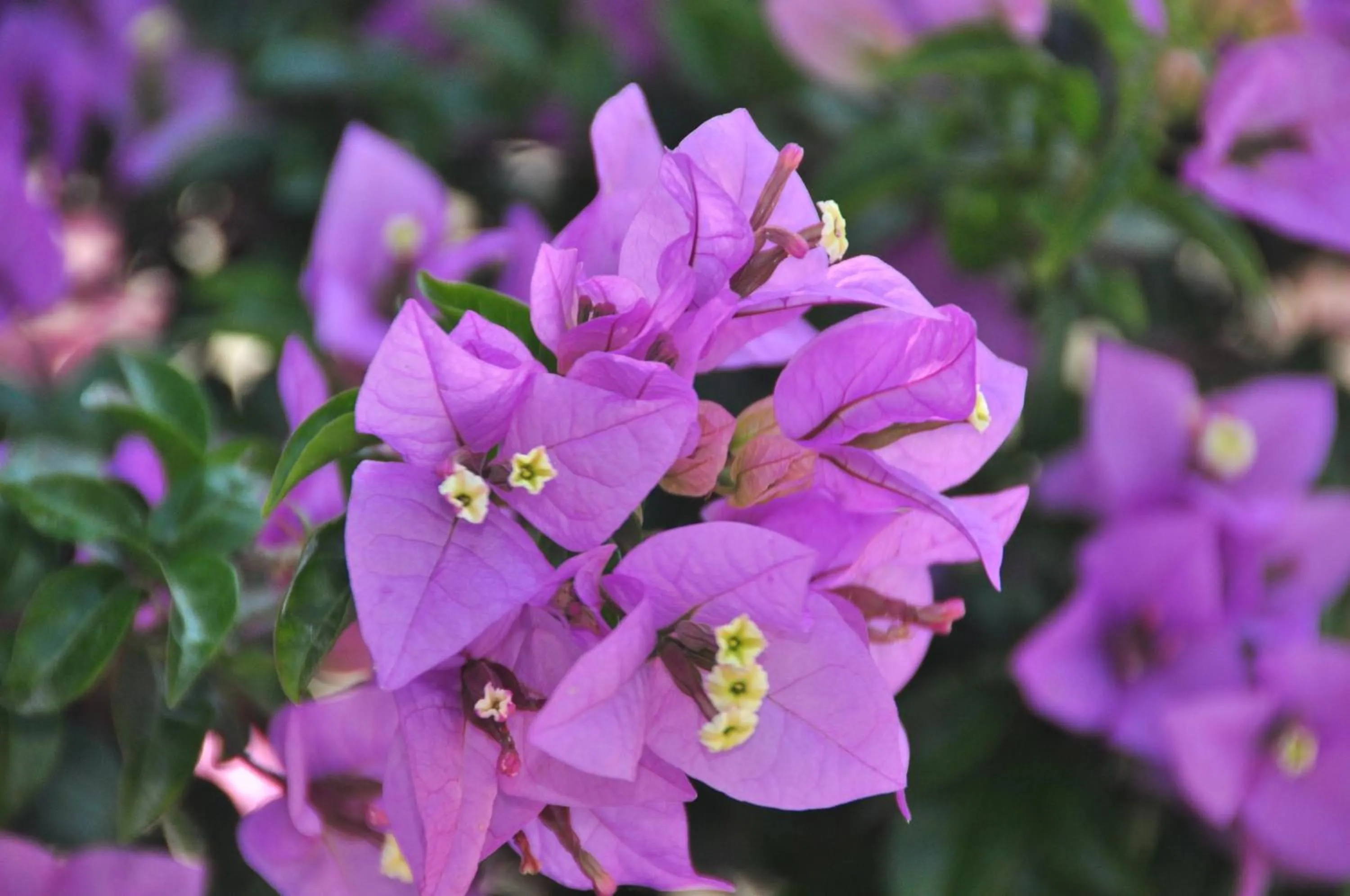 Garden in B&B Verdeblu