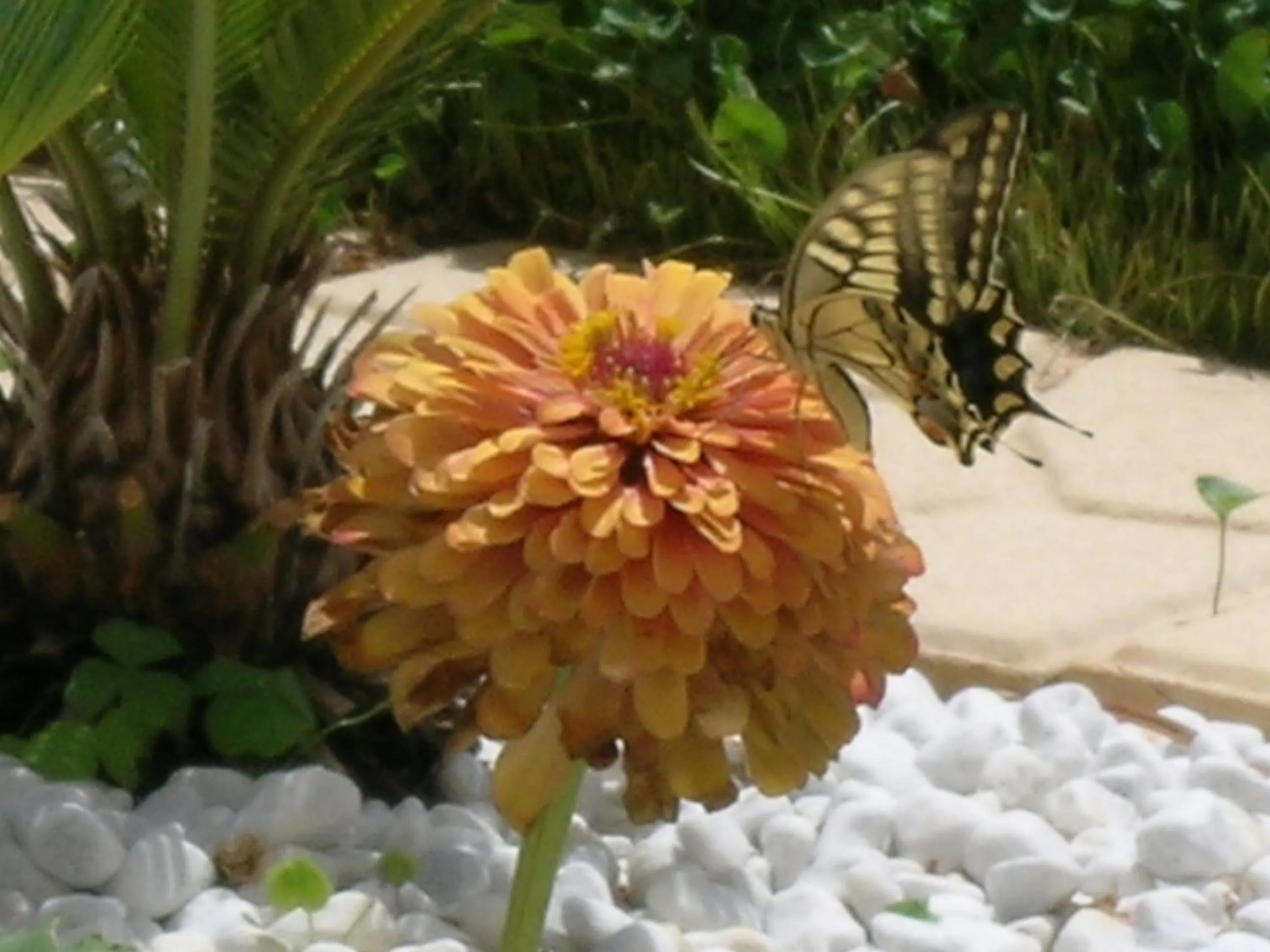 Garden in B&B Verdeblu