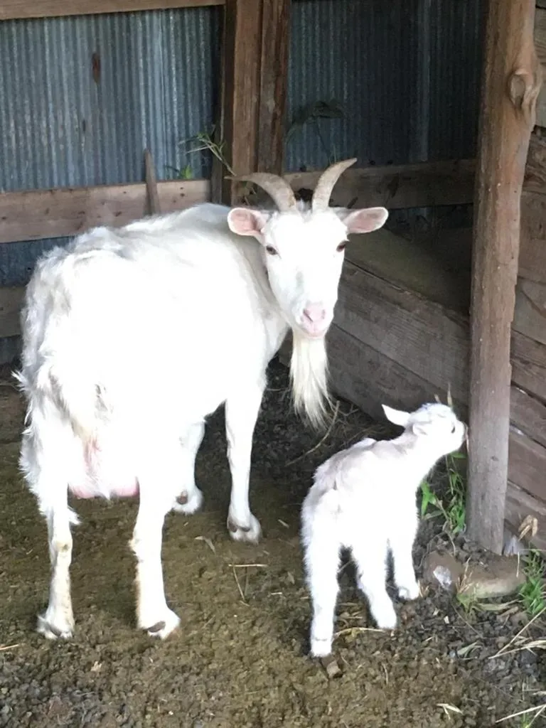 Kumano Winery Guest House