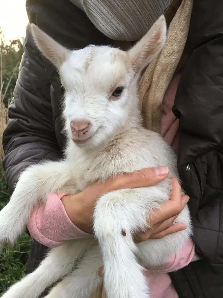 Animals in Kumano Winery Guest House