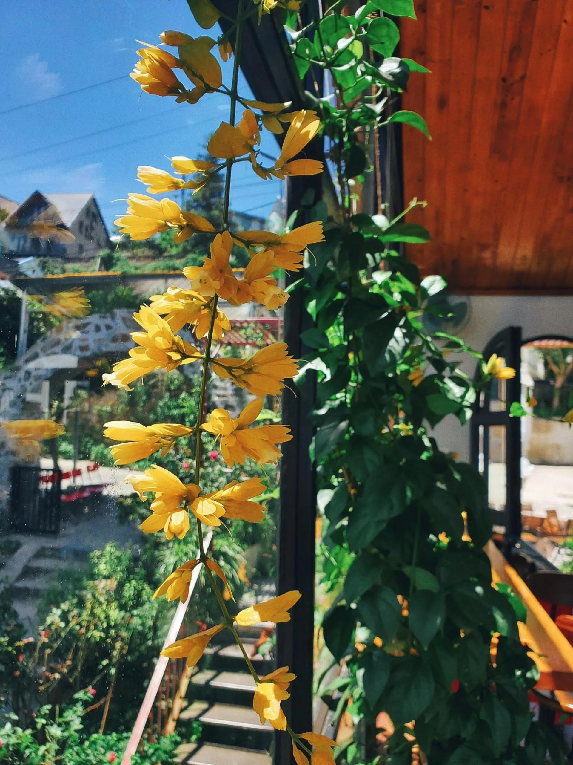 Le vent Tam Đảo homestay