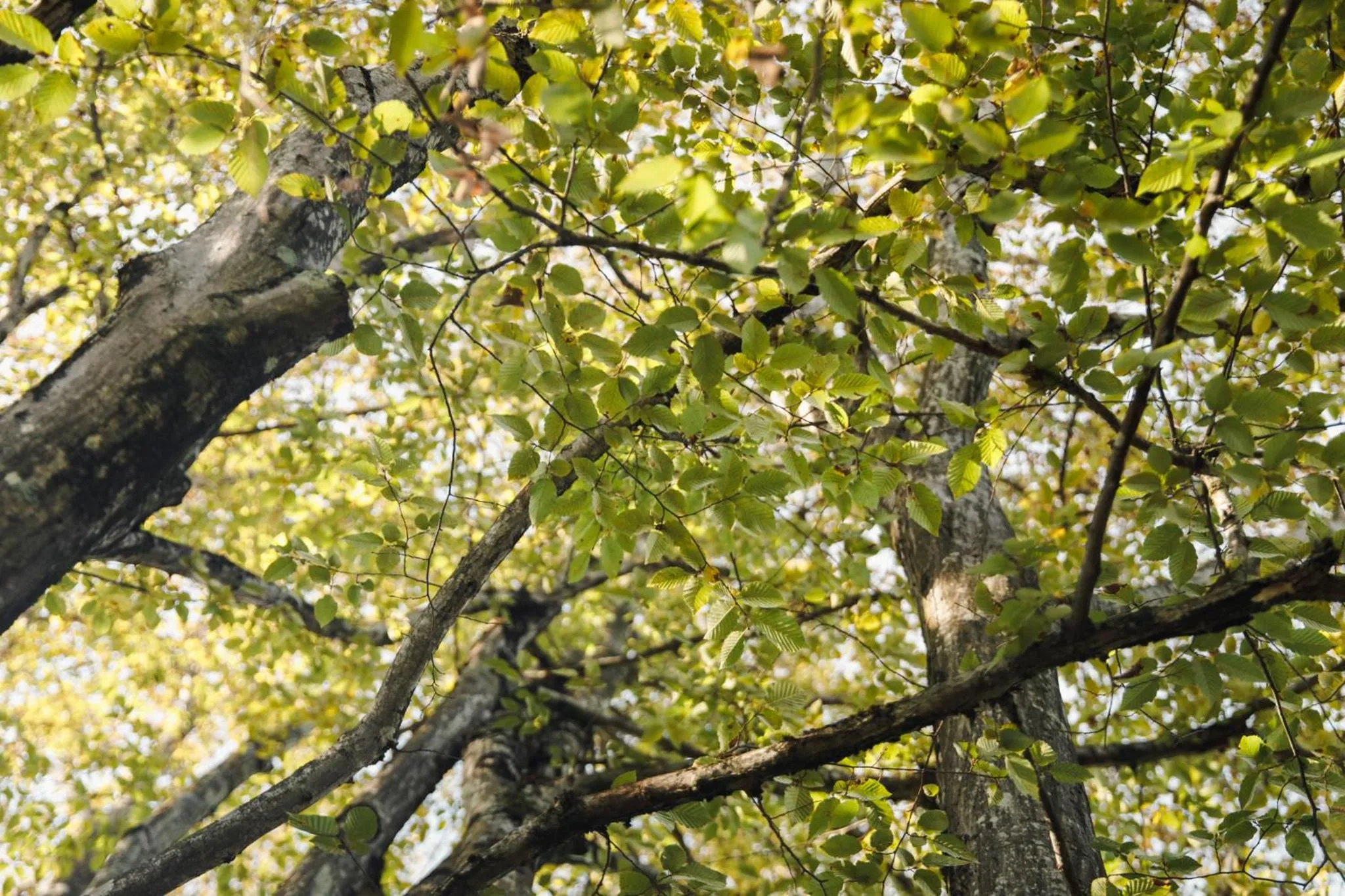 B&B AL VECCHIO CARPINO