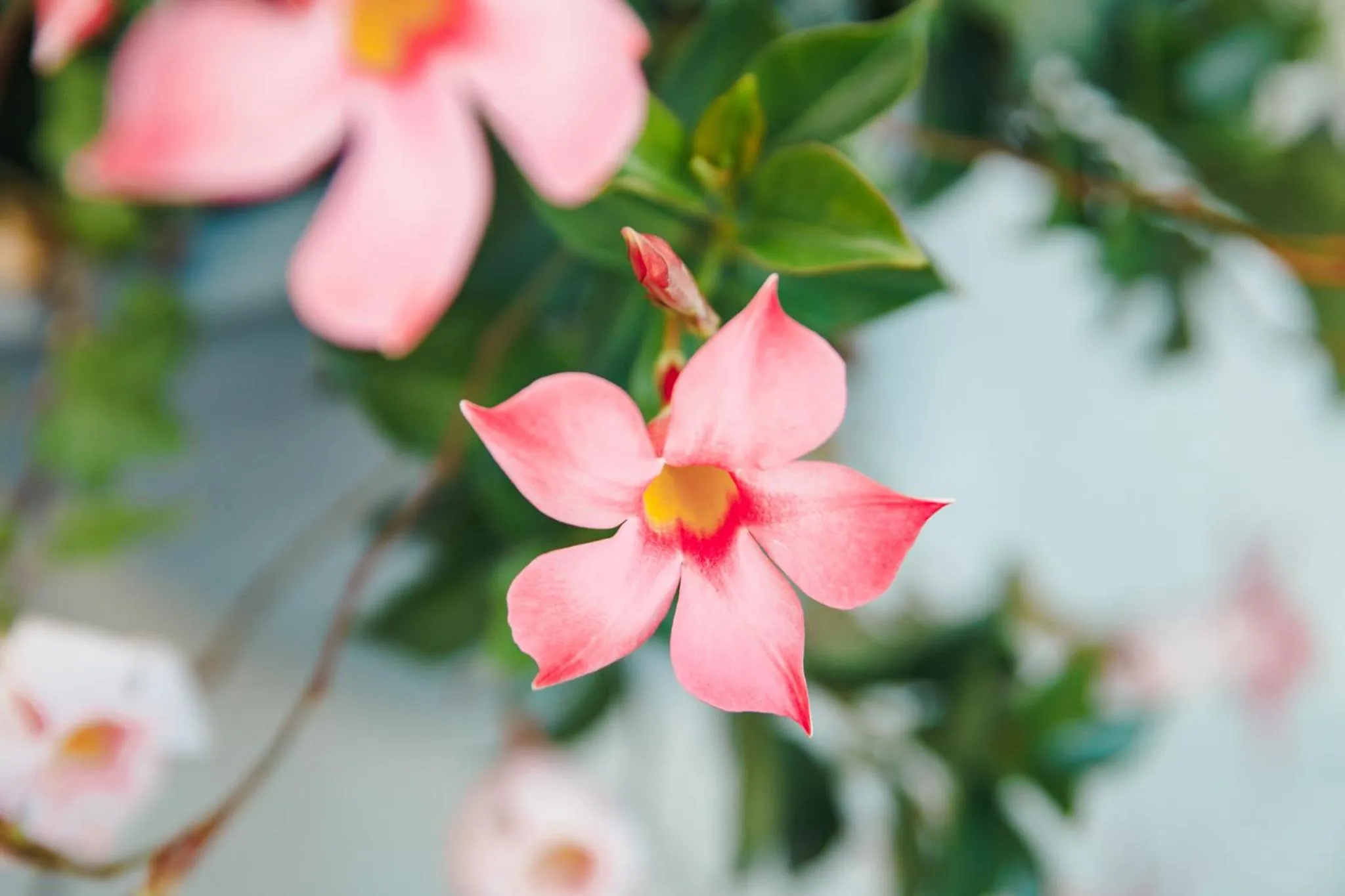 B&B AL VECCHIO CARPINO