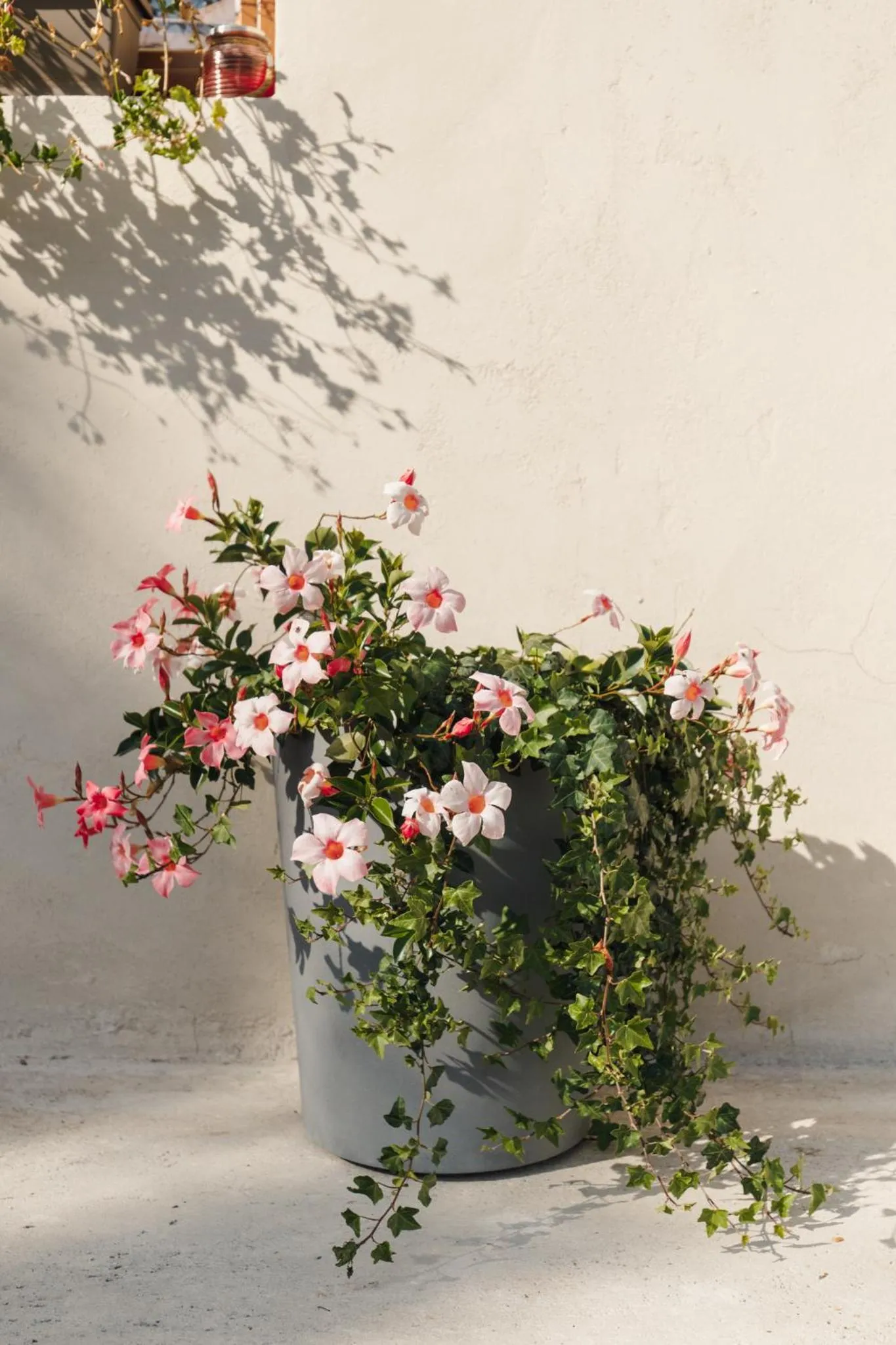 B&B AL VECCHIO CARPINO