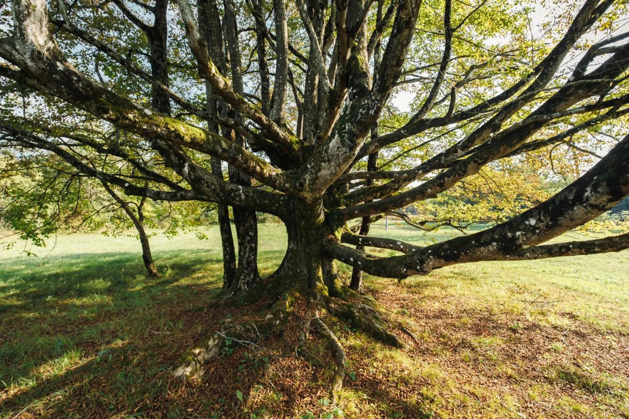 B&B AL VECCHIO CARPINO
