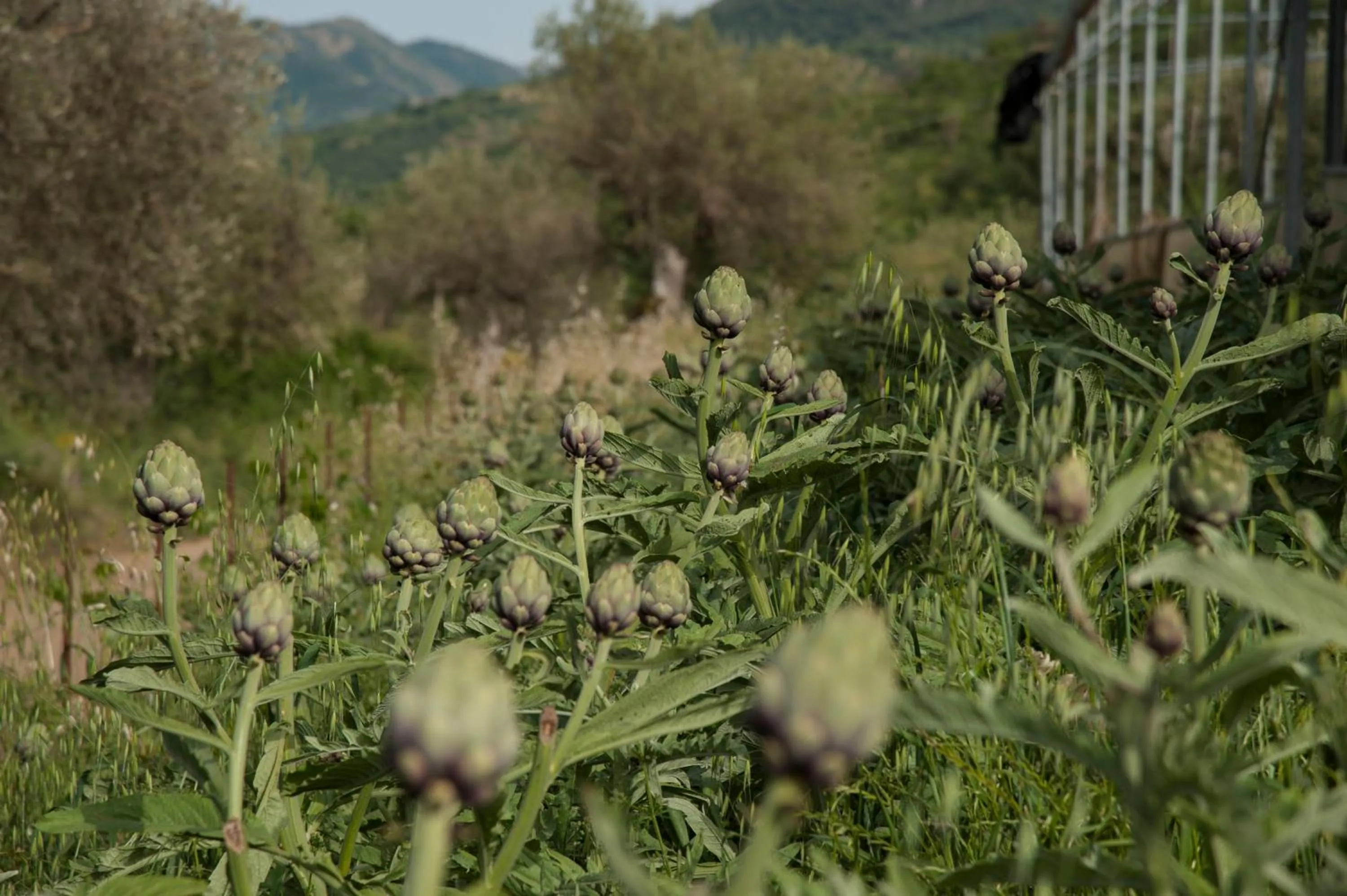 Decorative detail in Azienda Agrituristica Bergi