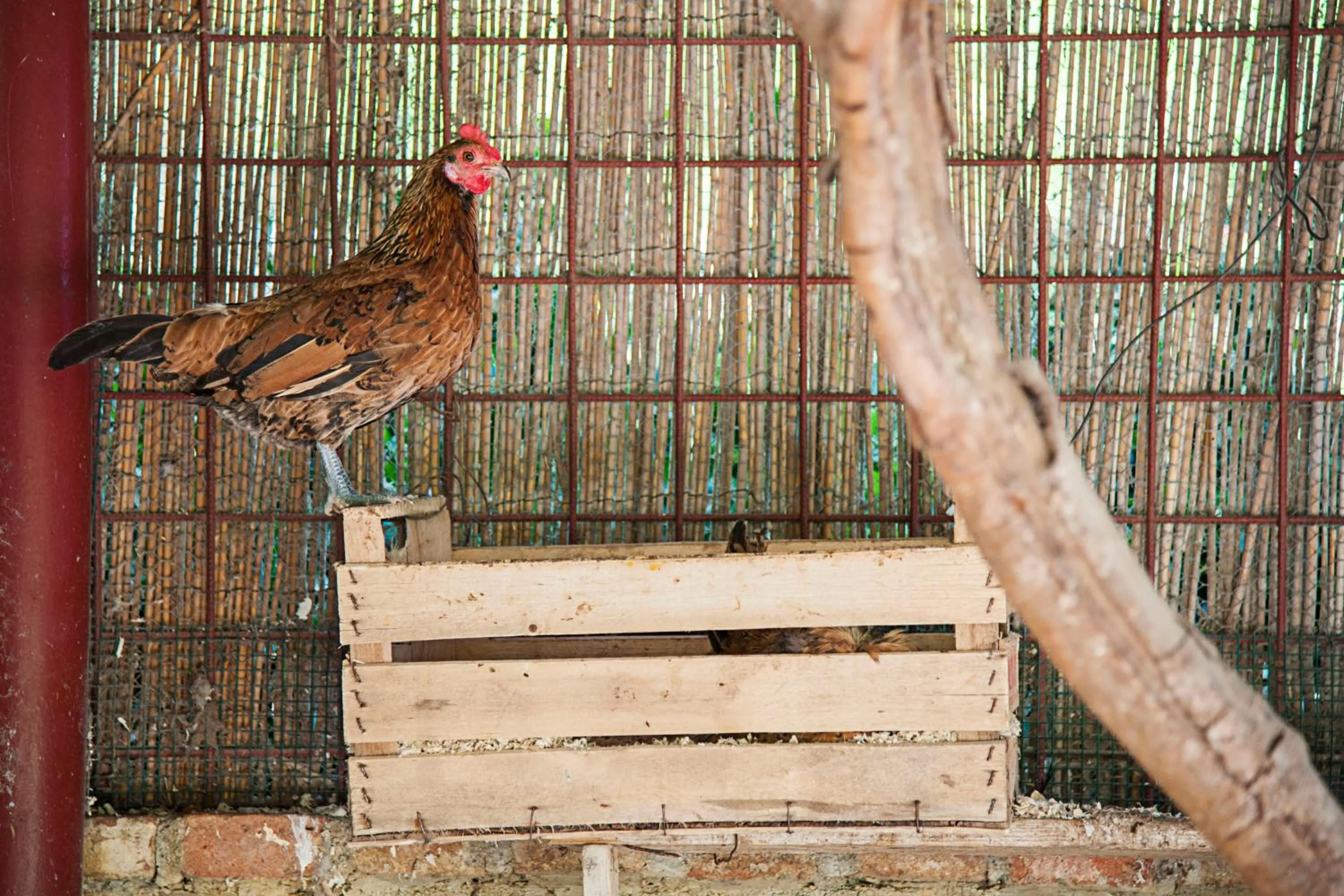 Animals in Azienda Agrituristica Bergi