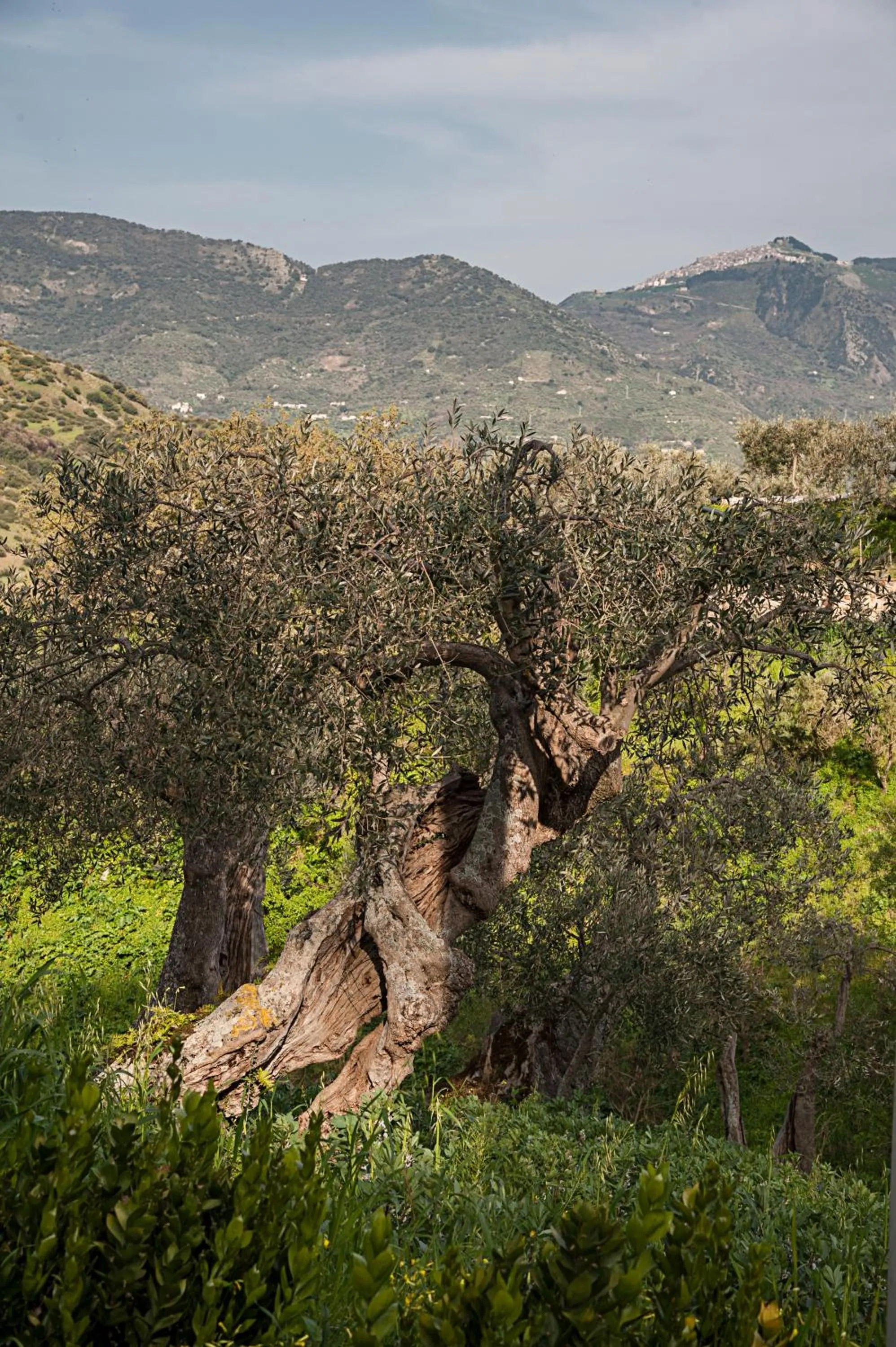 Natural landscape in Azienda Agrituristica Bergi
