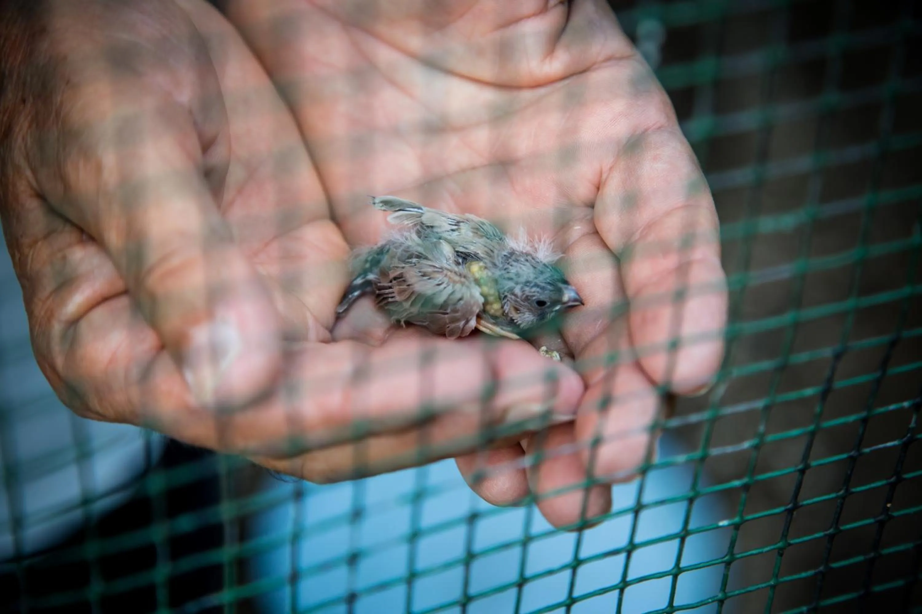 Animals in Agriturismo Bosco Del Gal