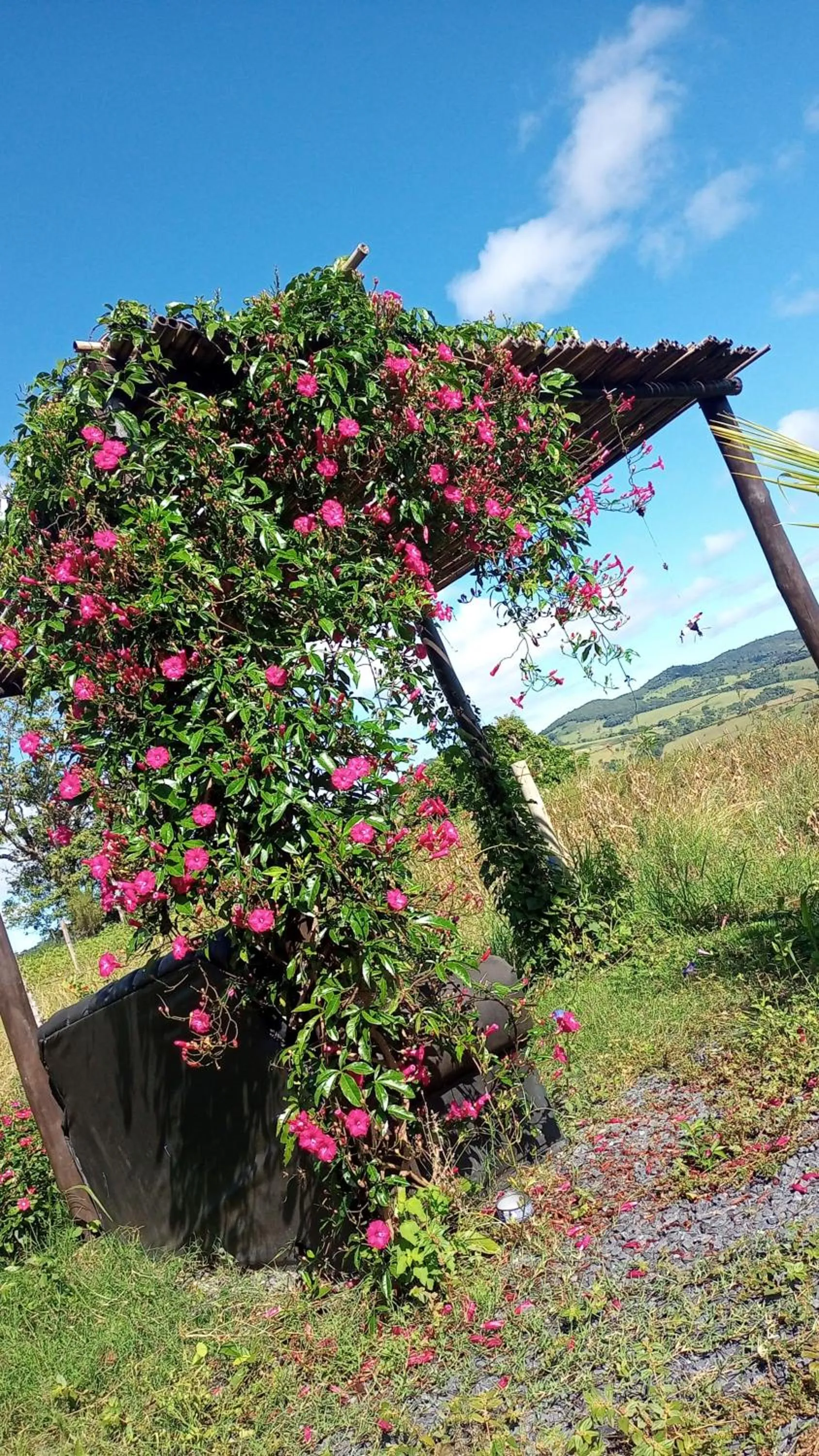 Pousada flores de ipê