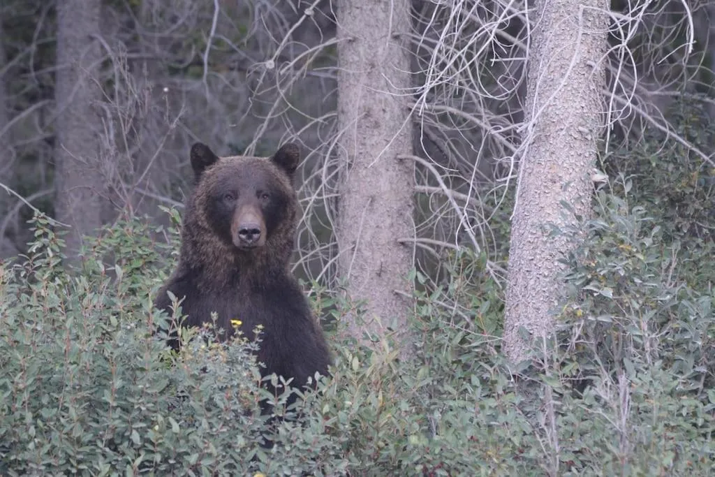 Star Suite -Luxurious condo with 3 fireplaces, and open Pool!