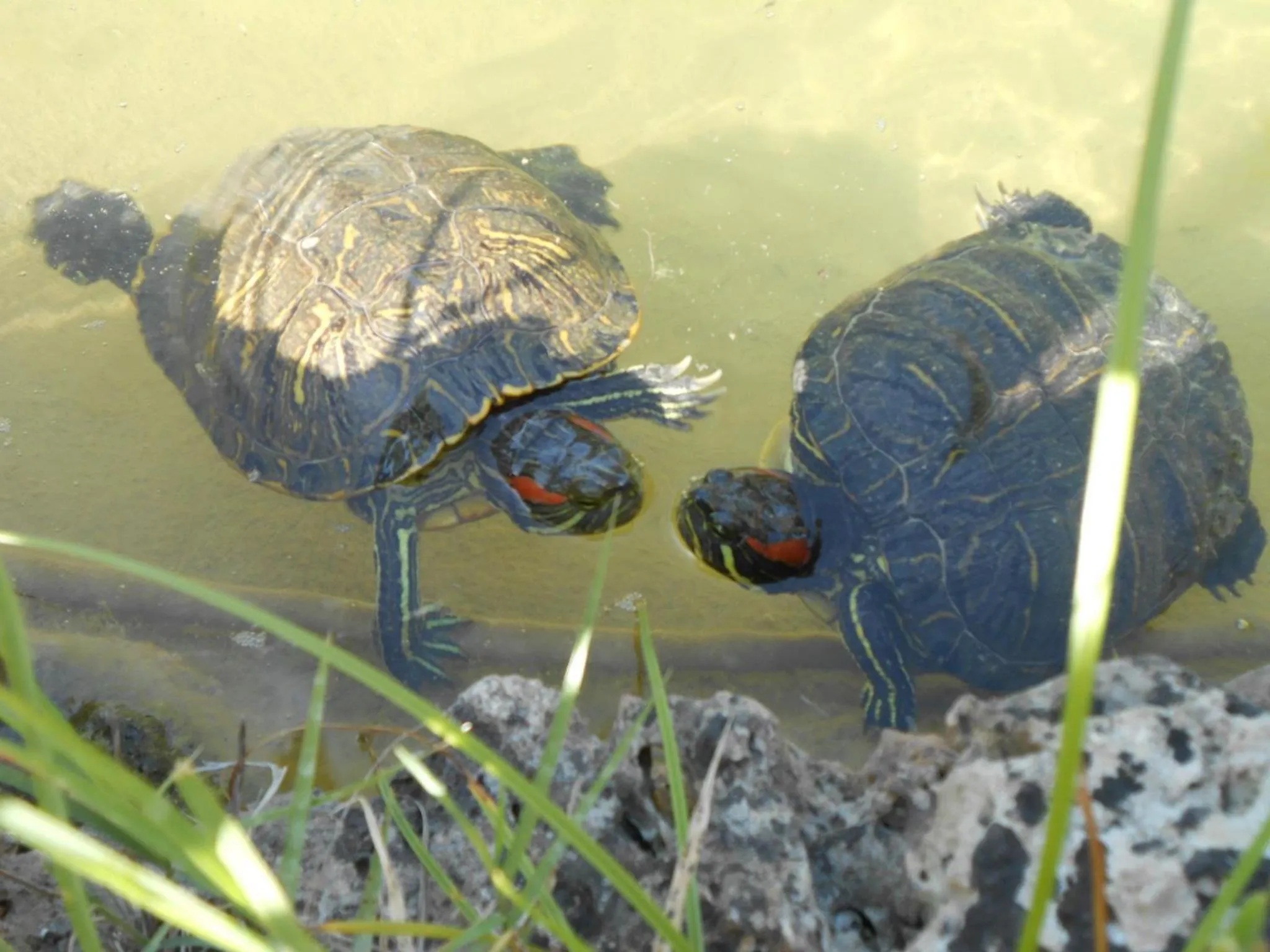 Garden in All'Ombra del Palmeto